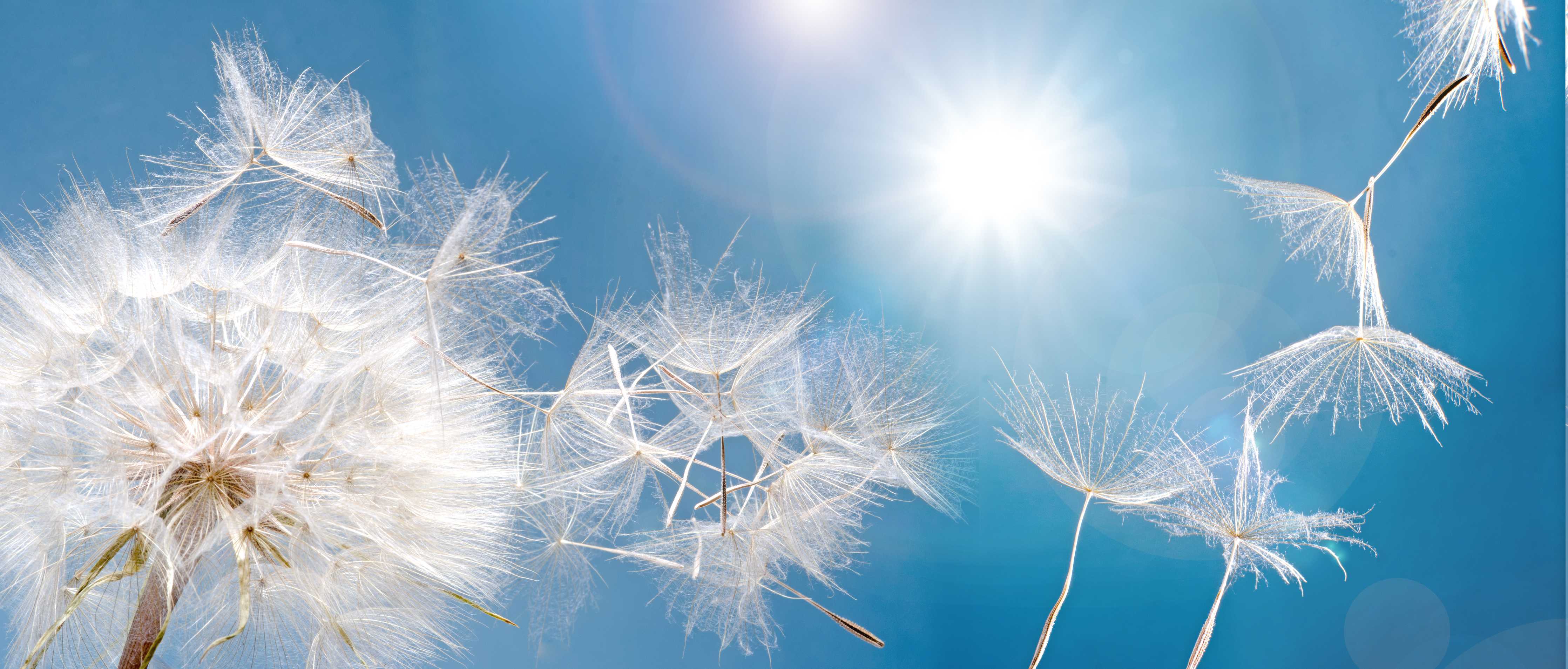 Wandverkleidung Bad-Leuchtende Pusteblumen im Sonnenschein