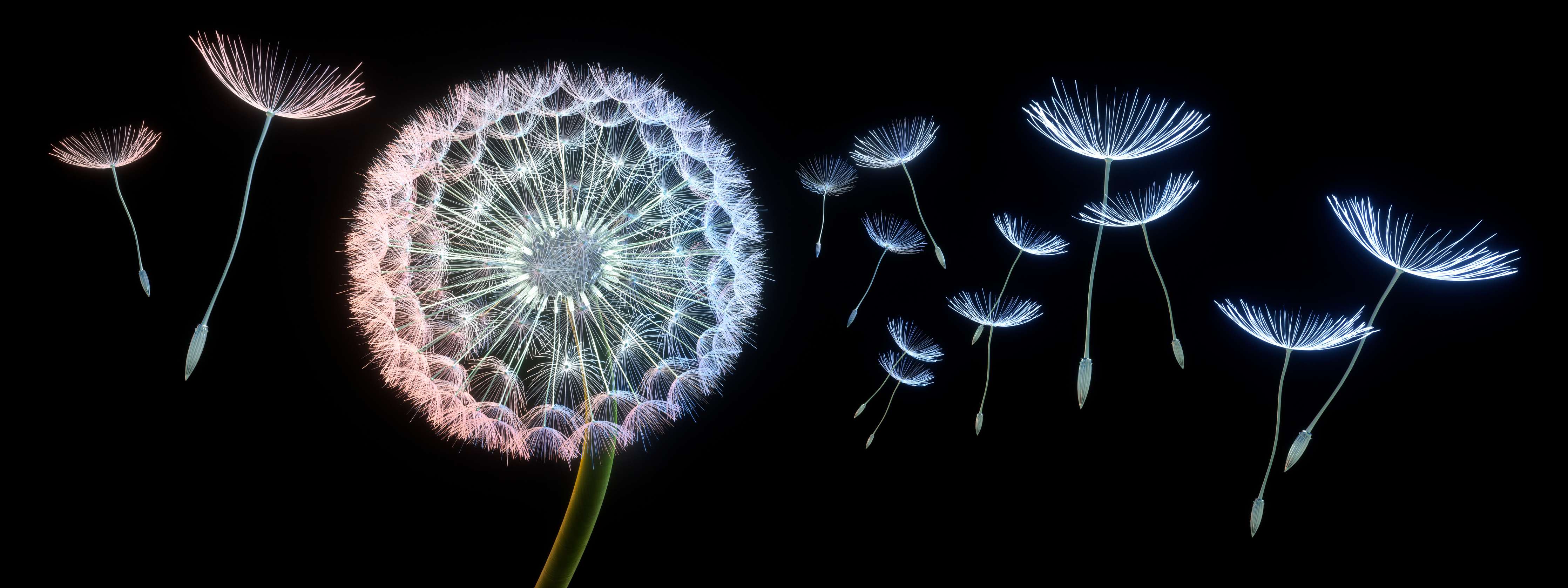 Wandverkleidung Bad-Leuchtende Pusteblumen in dunklem Hintergrund