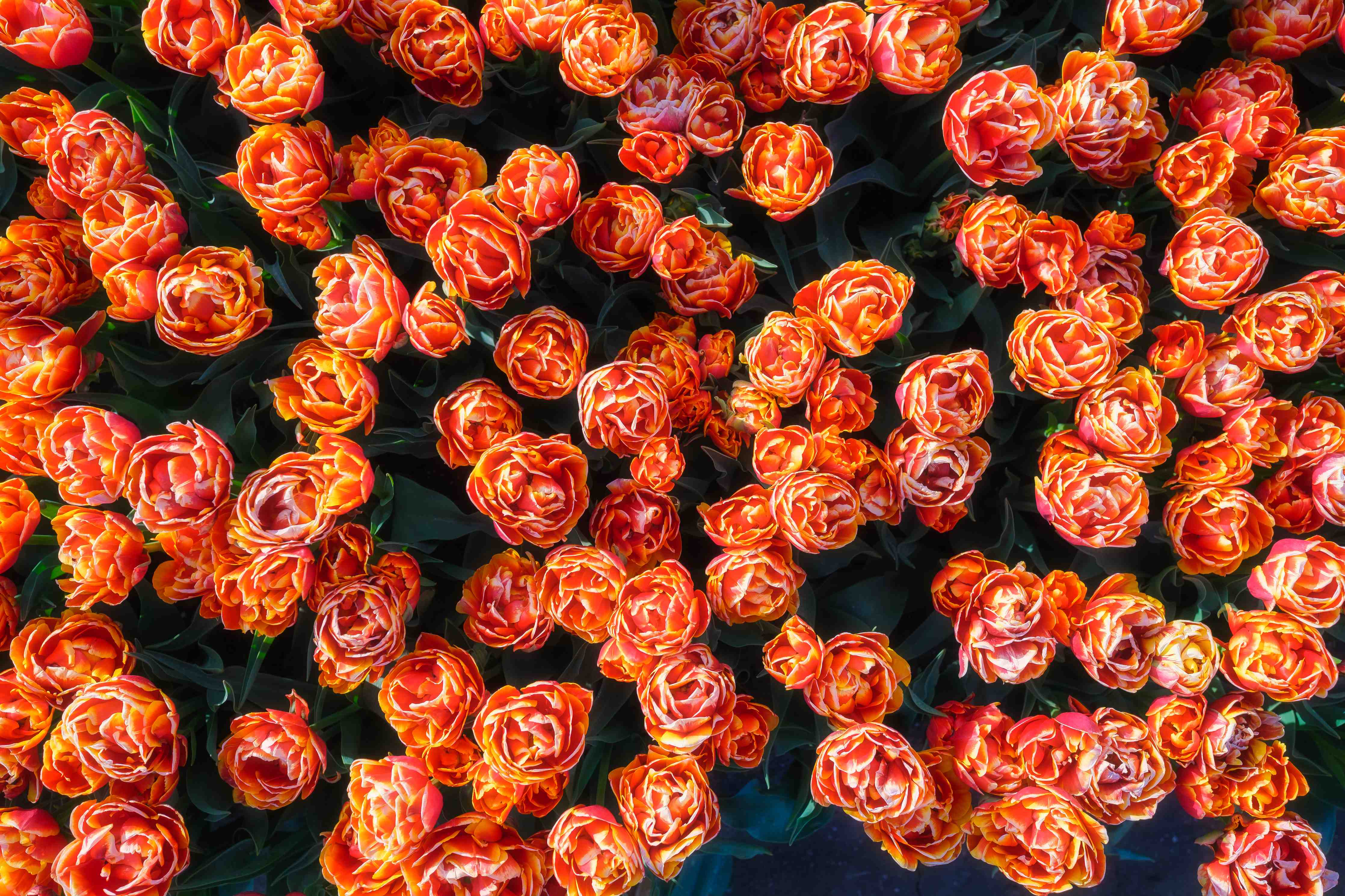 Wandverkleidung Bad-Leuchtende orangerote Tulpenfeld