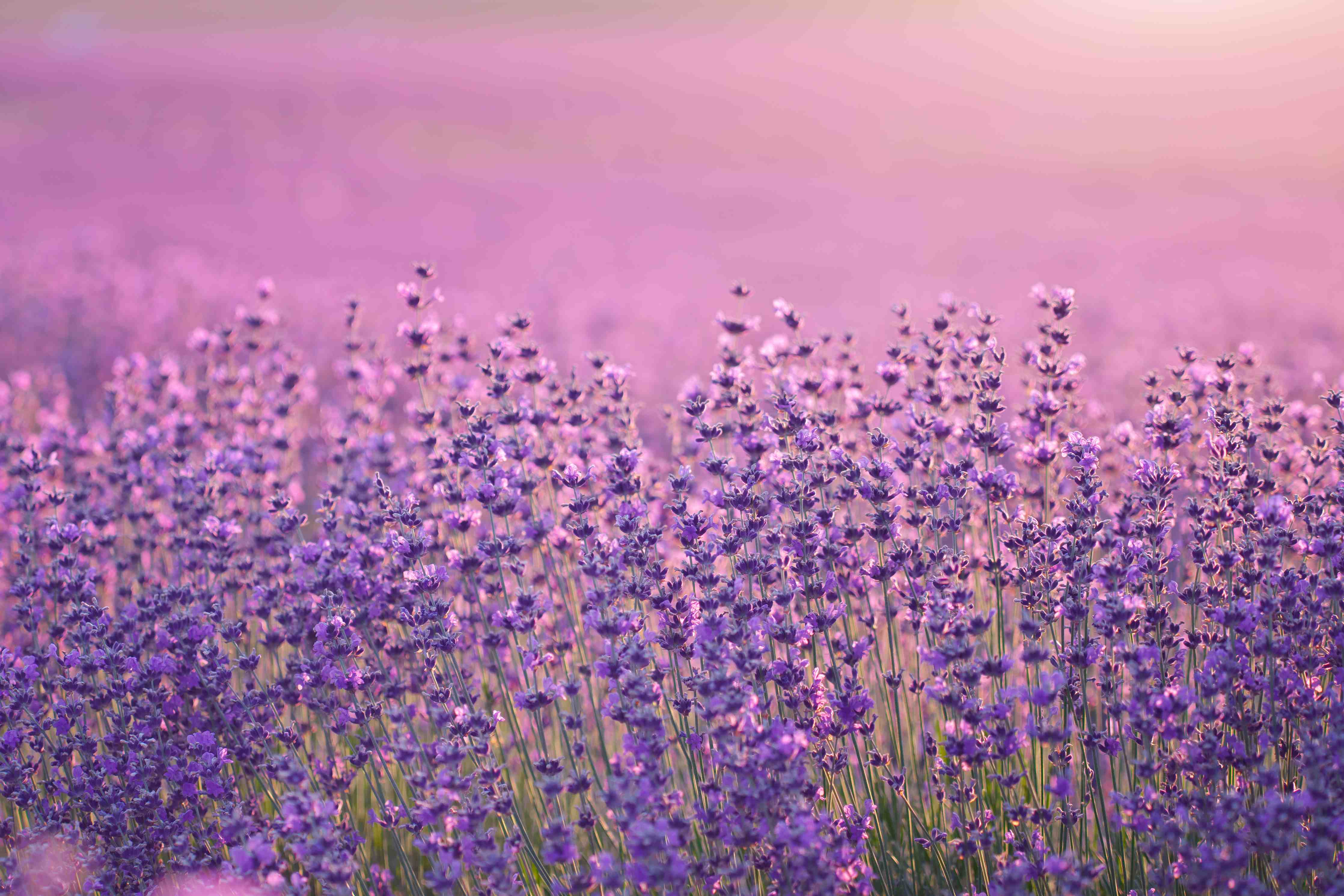 Wandverkleidung Bad-Lila Lavendelfeld bei Sonnenaufgang