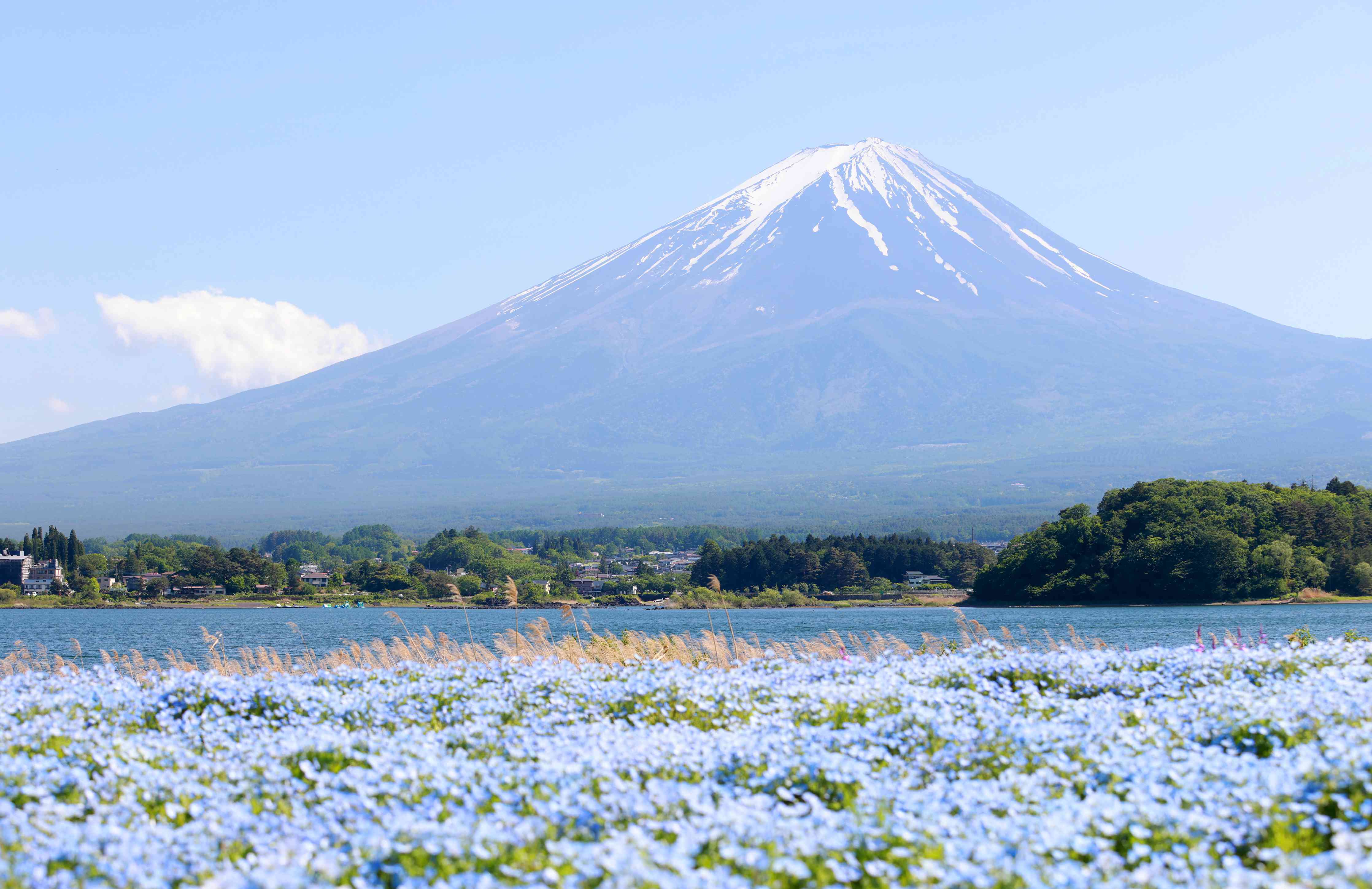 Wandverkleidung Bad-Majestätischer Mount Fuji mit blühendem Feld