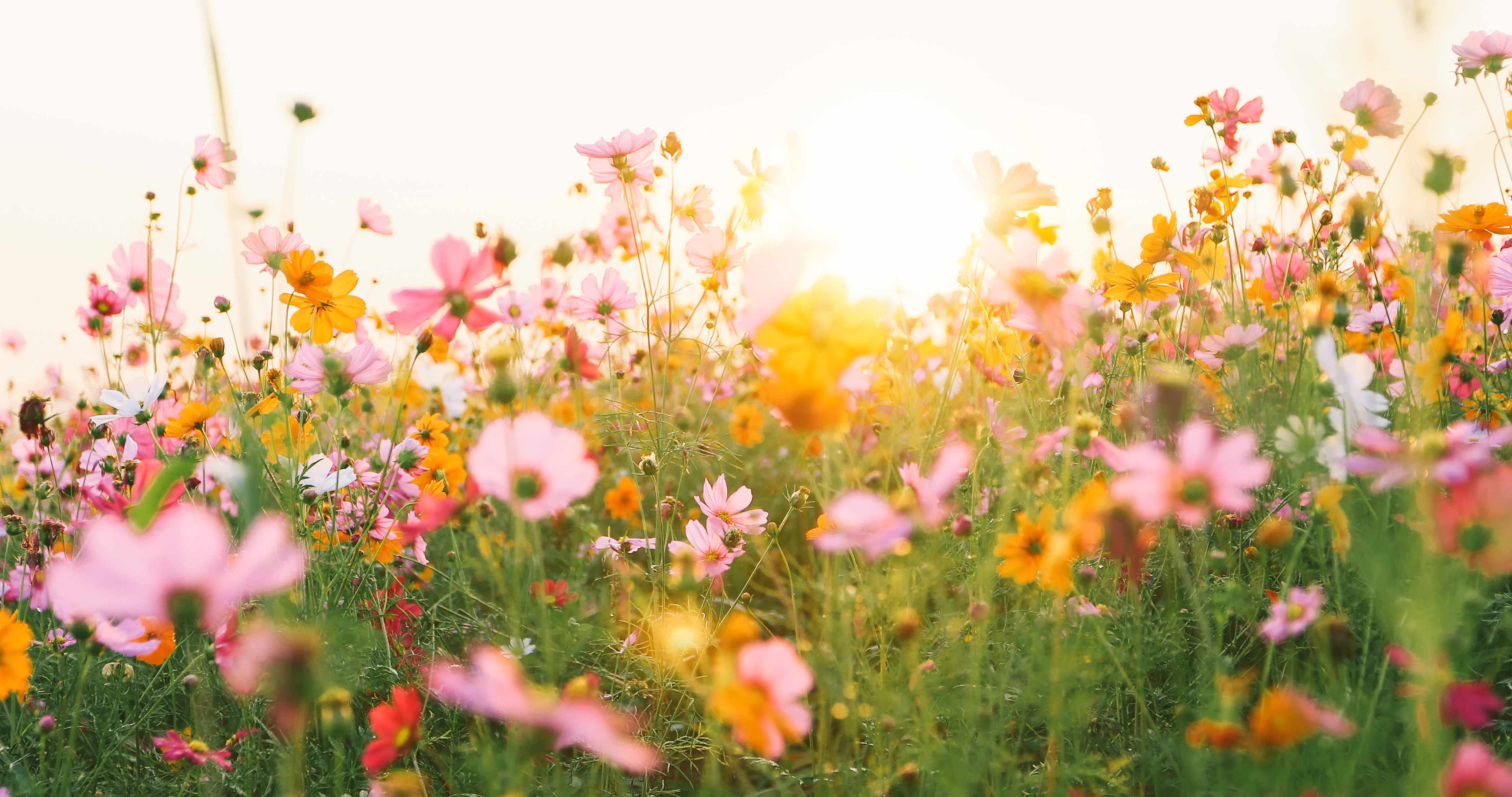 Wandverkleidung Bad-Morgenlicht auf grauer Blumenwiese