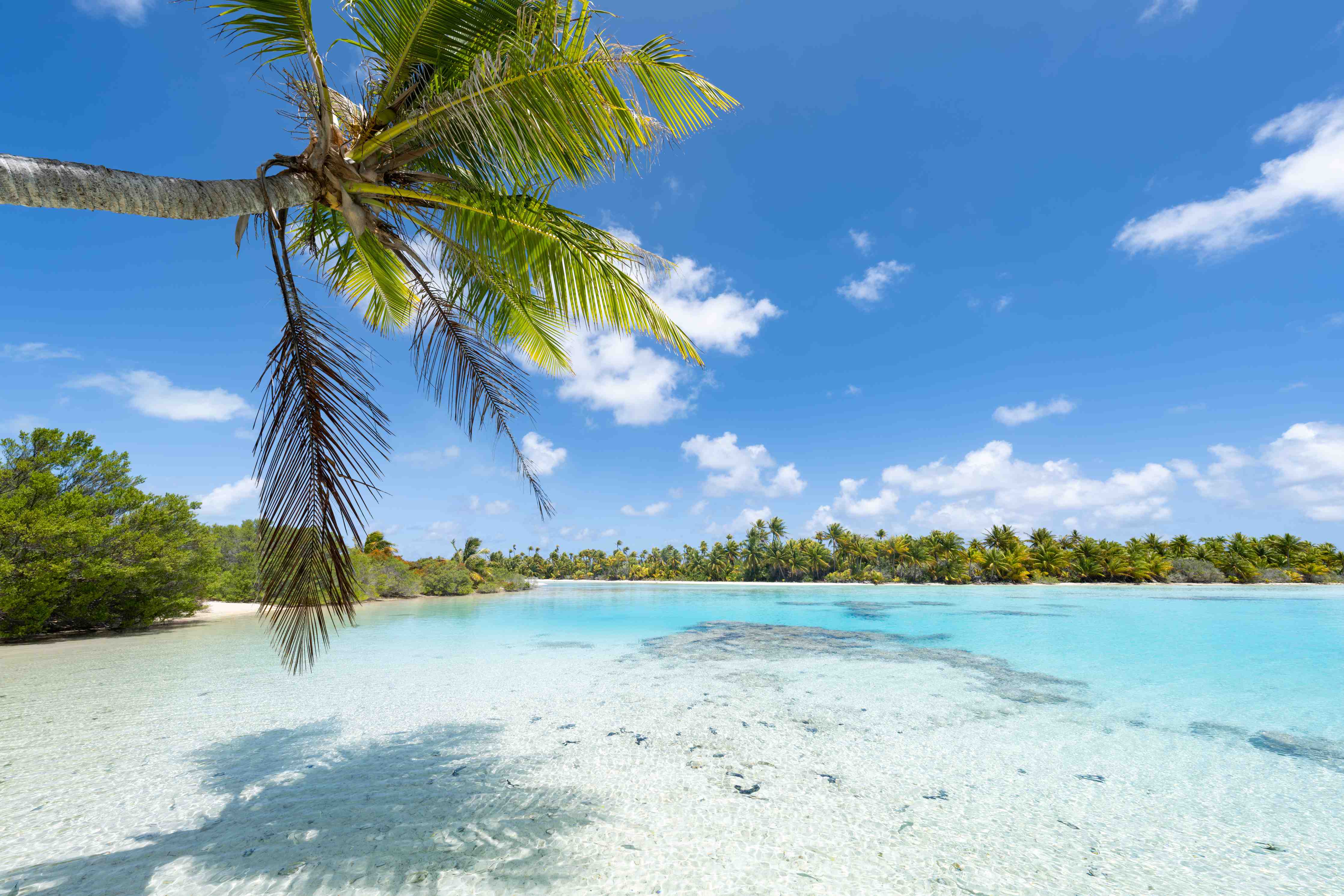 Wandverkleidung Bad-Nebelschwerer Strand mit Palmen