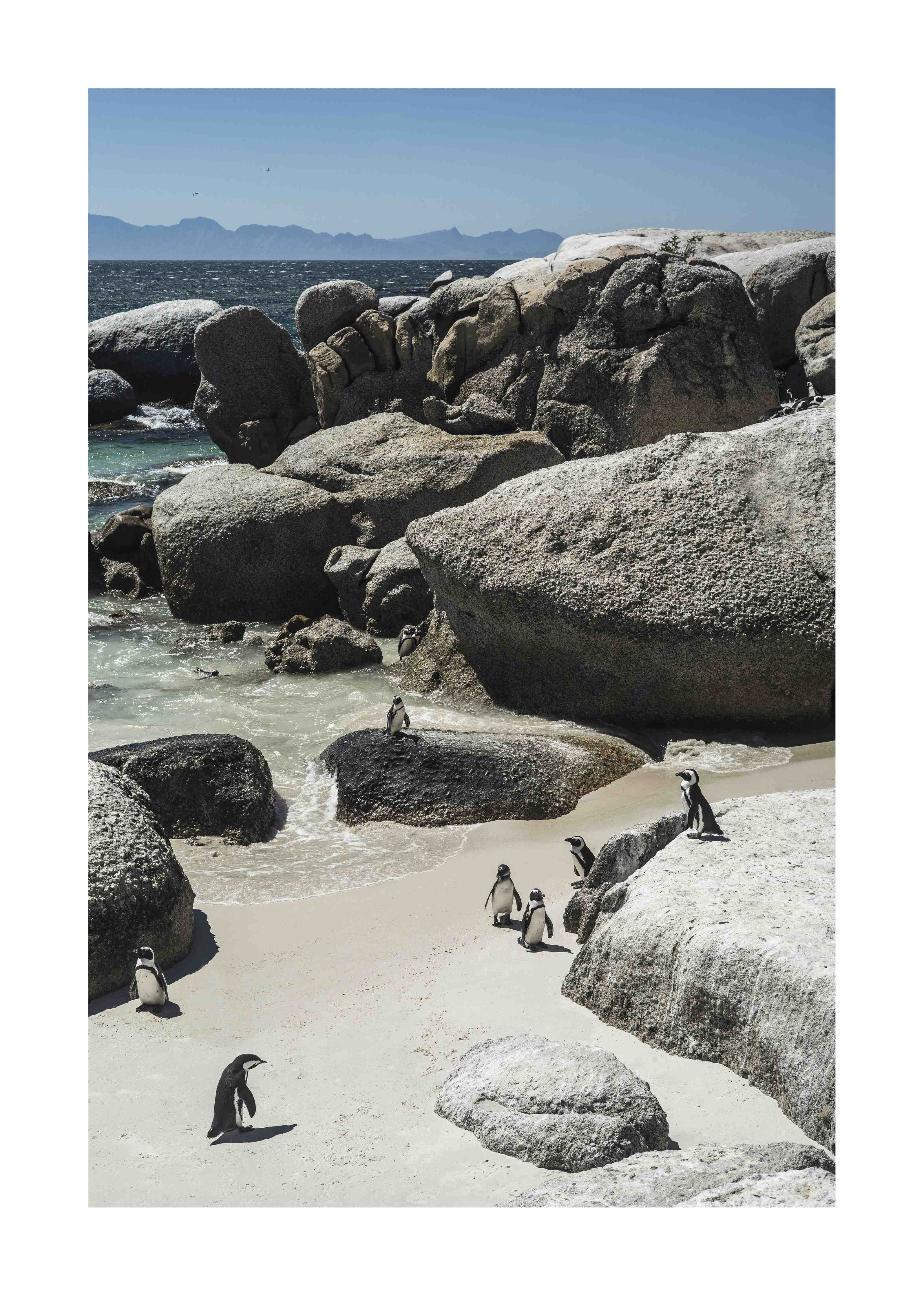 Wandverkleidung Bad-Pinguine an Felsküste