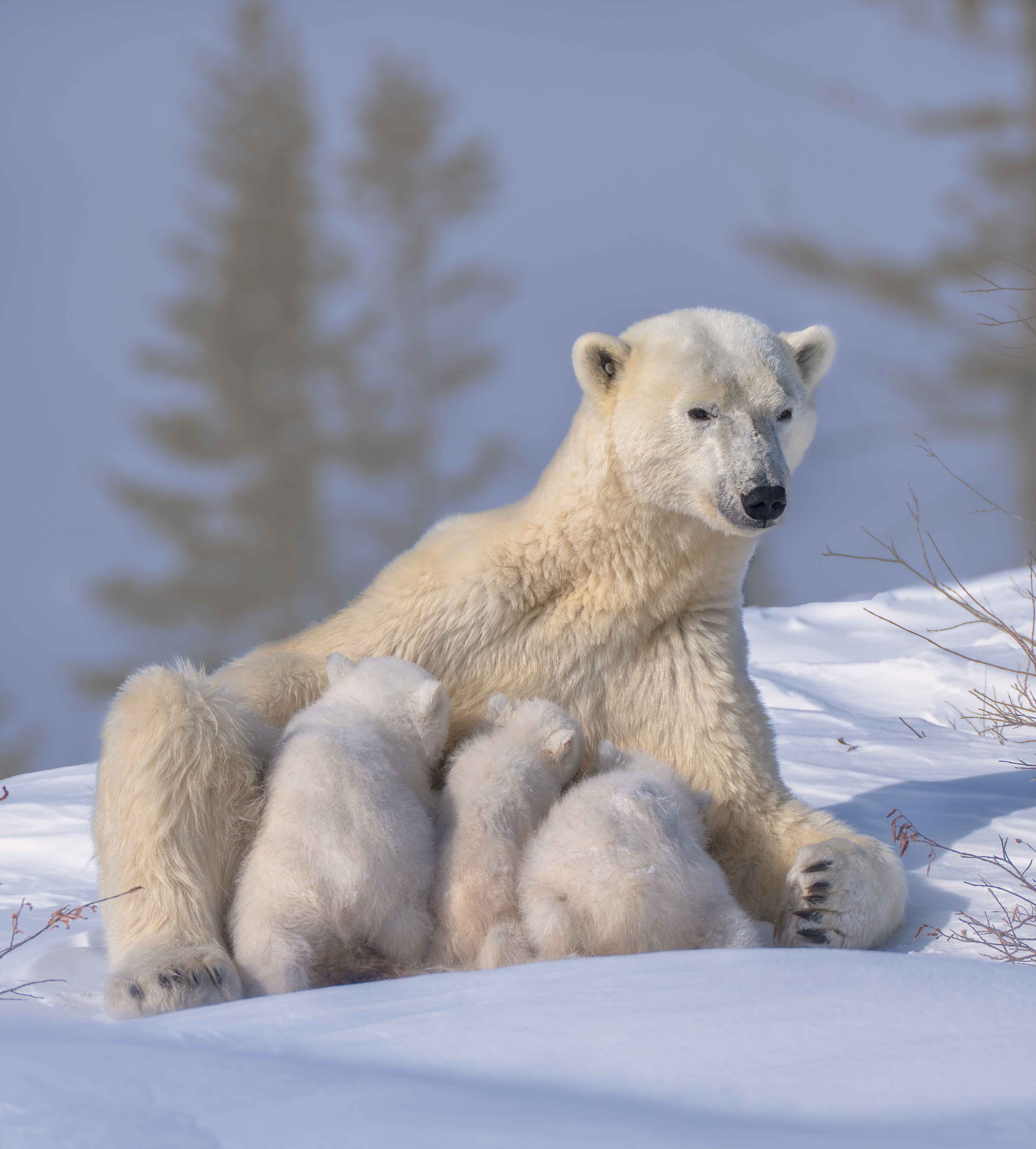 Wandverkleidung Bad-Polarbären Familie im Schnee