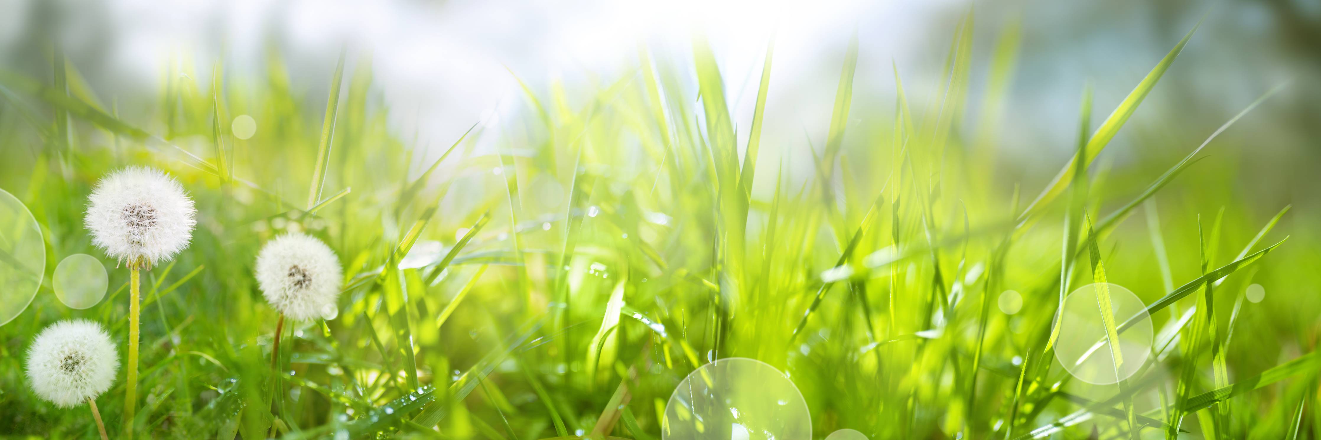 Wandverkleidung Bad-Pusteblumen auf grüner Wiese