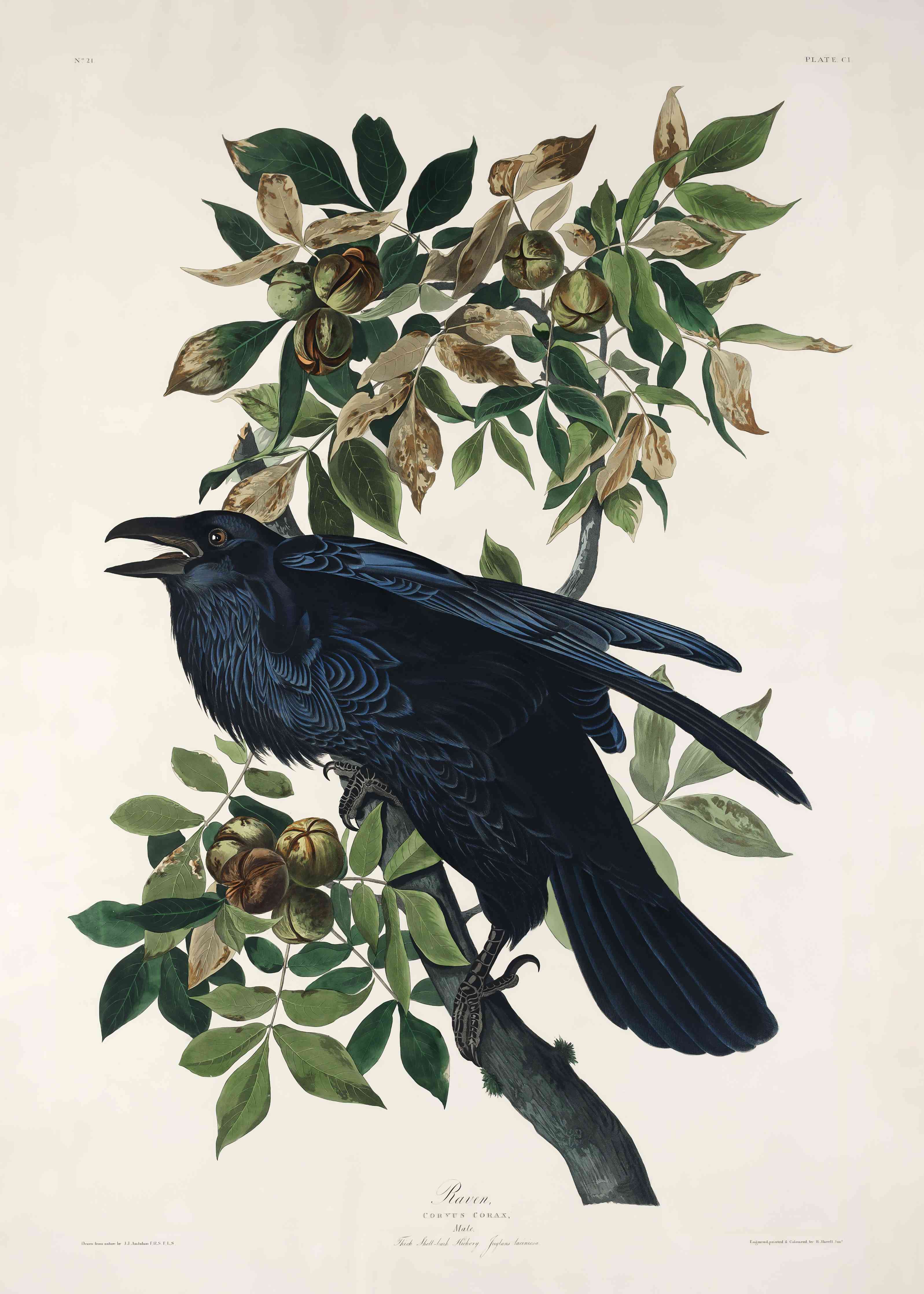 Wandverkleidung Bad-Raben Portrait - John James Audubon