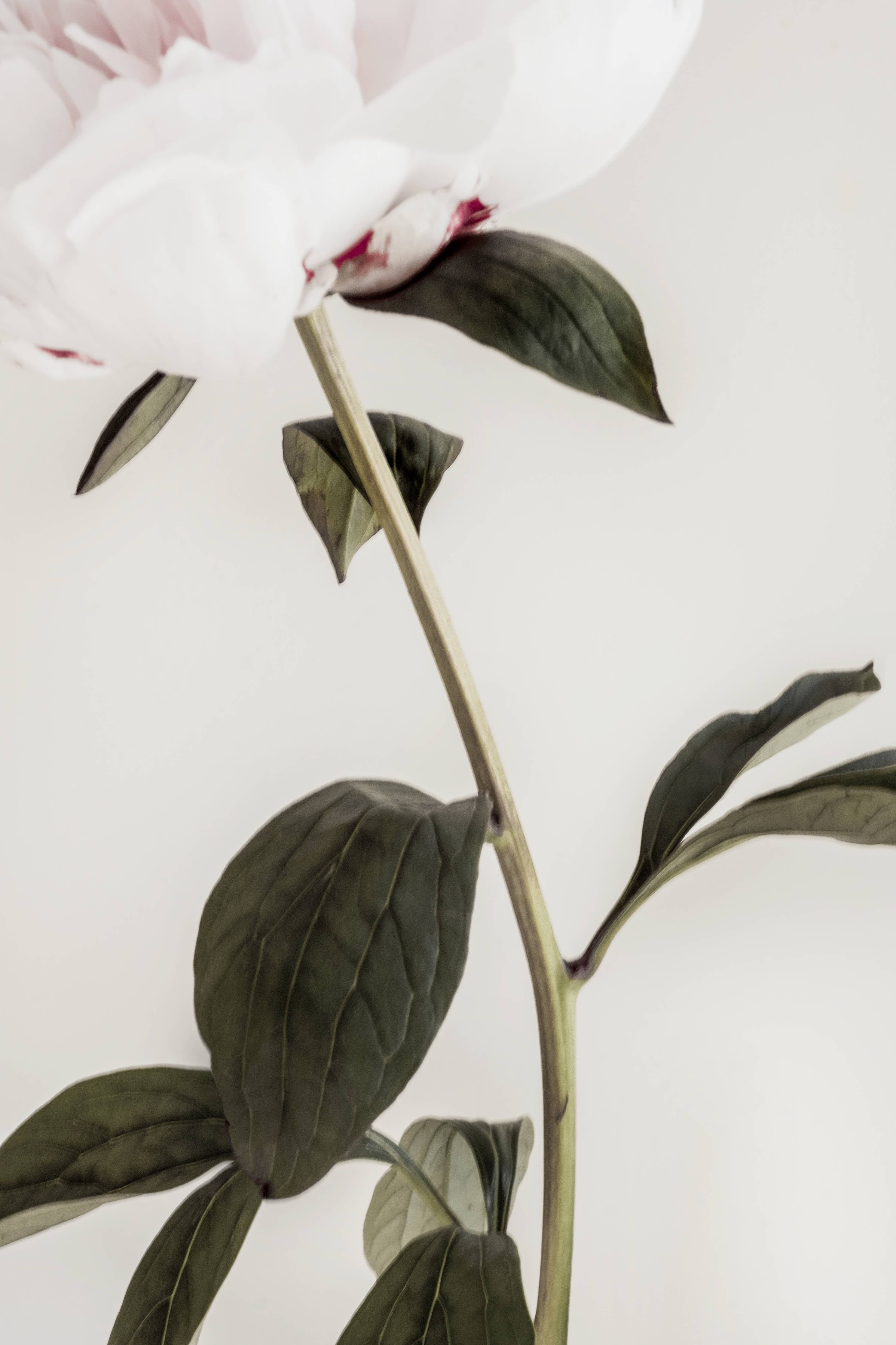 Wandverkleidung Bad-Rosa Pfingstrose - Nahaufnahme