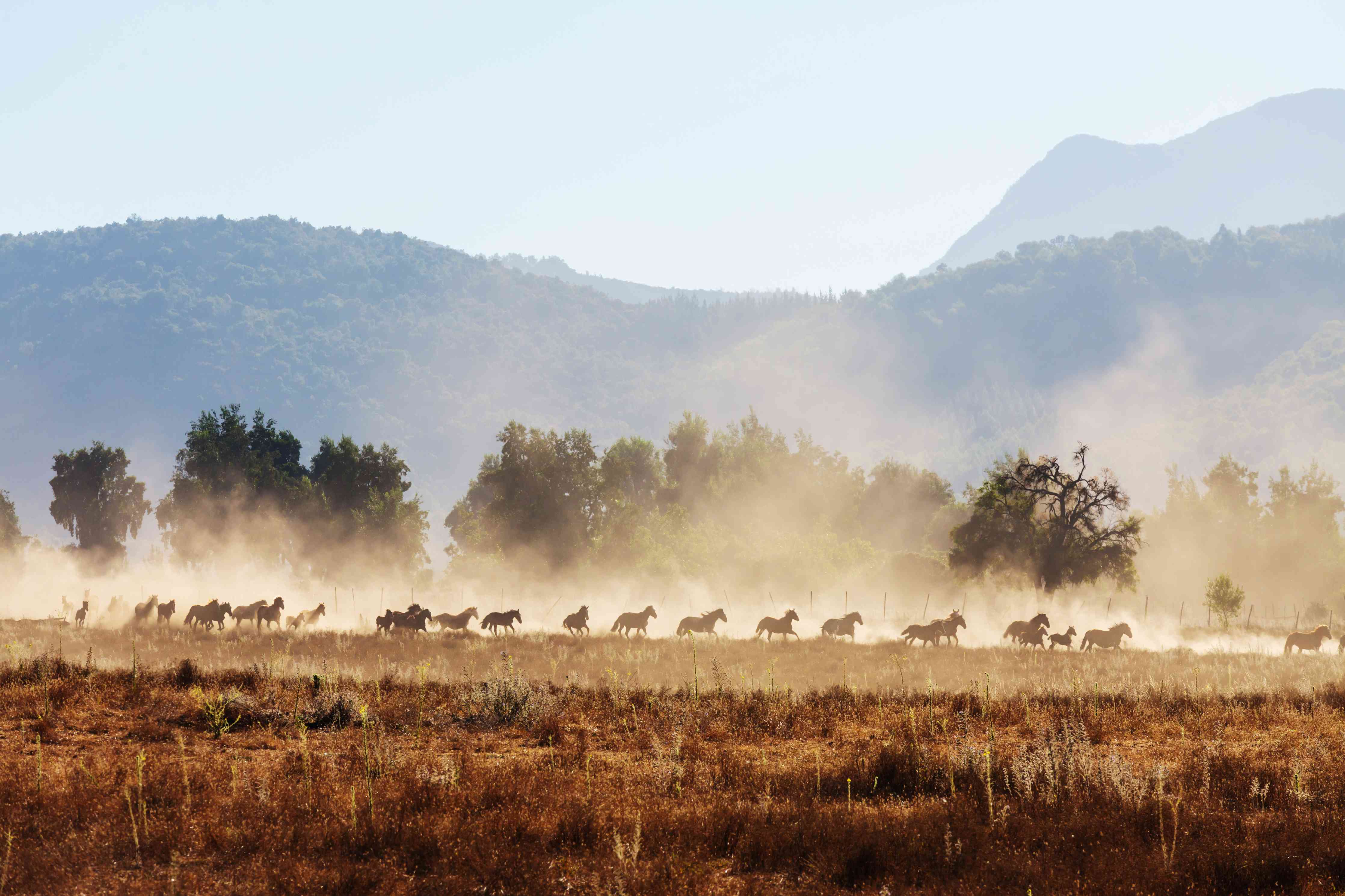 Wandverkleidung Bad-Safari-Landschaft mit Herde