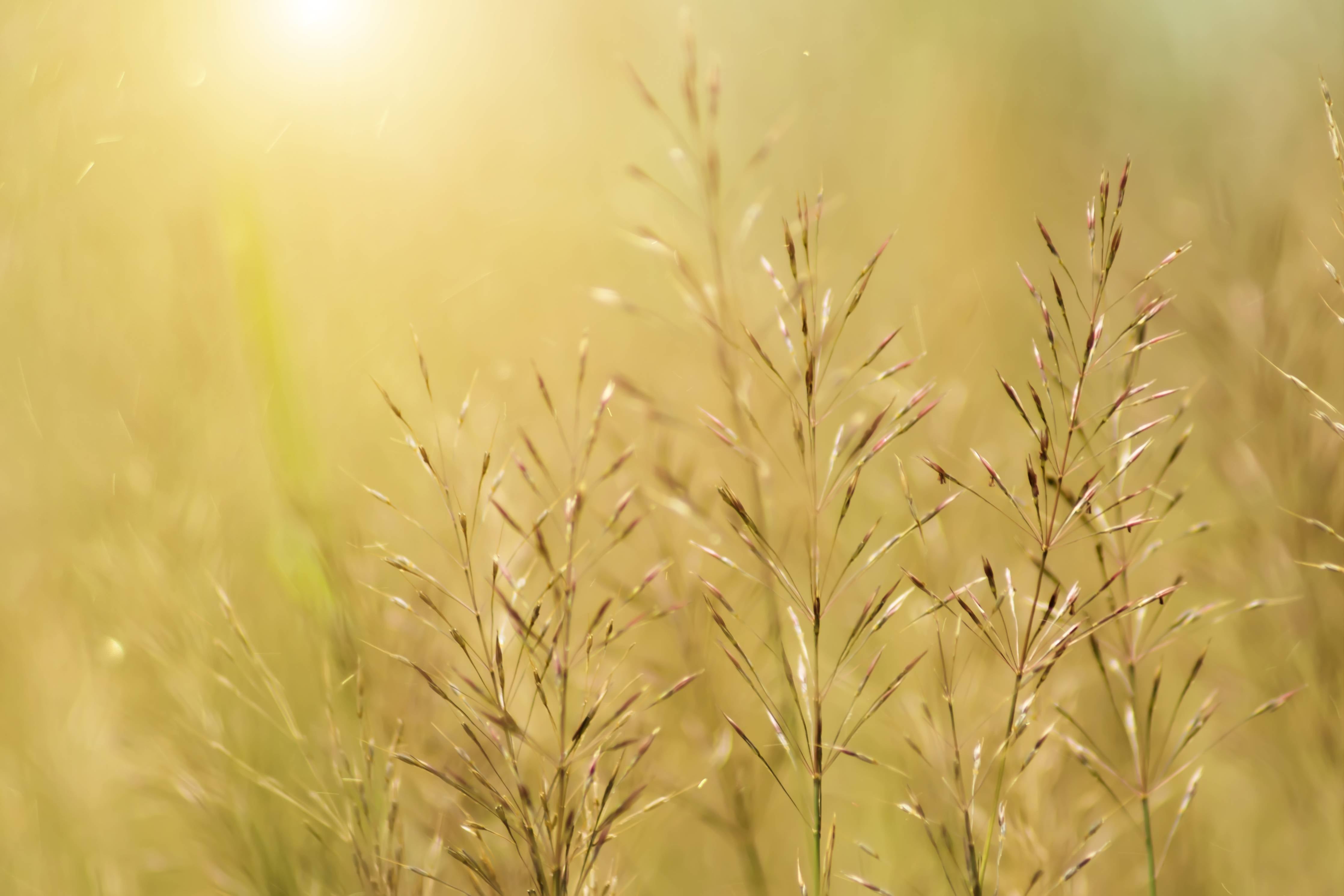 Wandverkleidung Bad-Sanfte Wildgräser bei Sonnenlicht