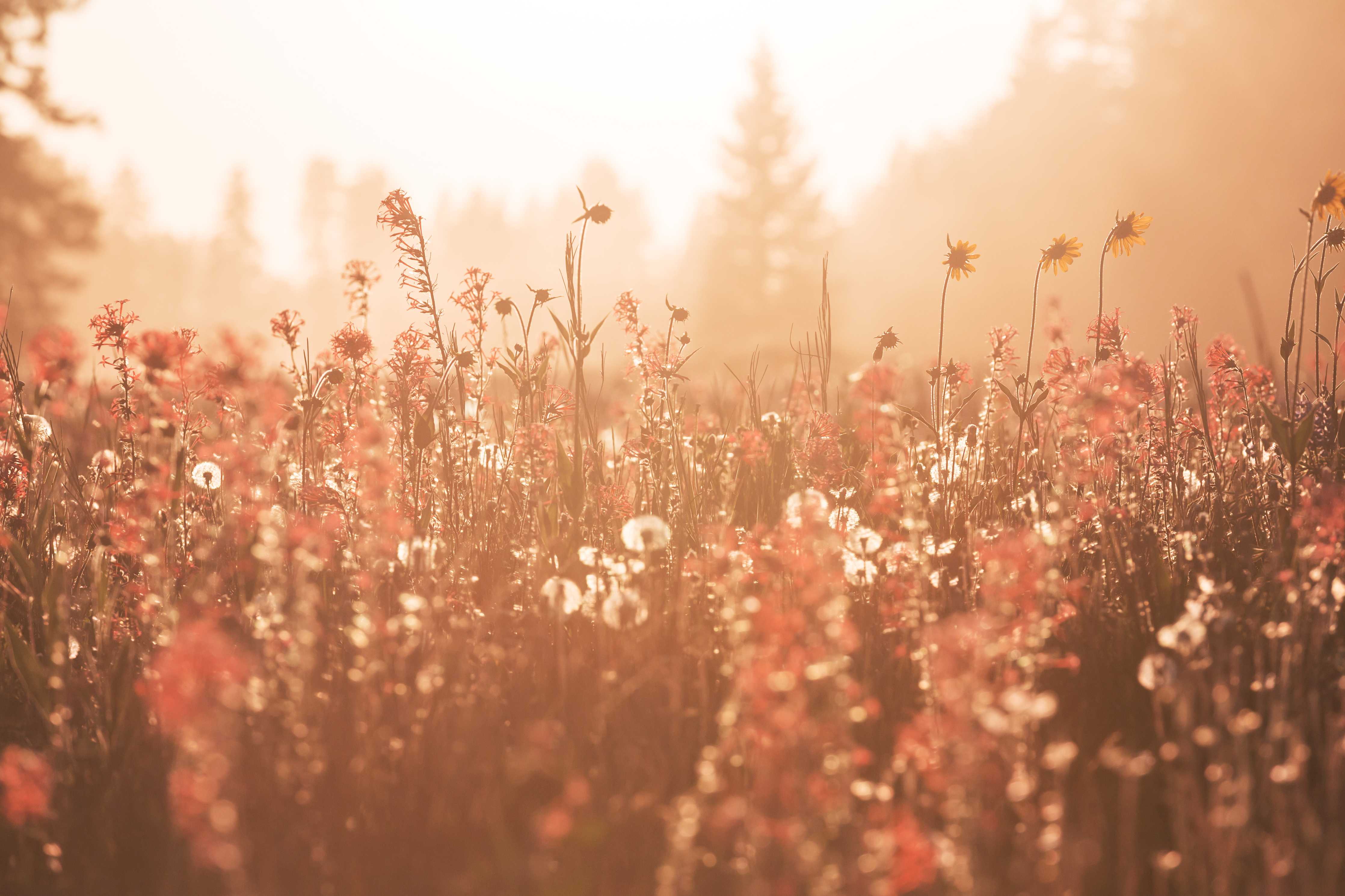 Wandverkleidung Bad-Sanftes Blumenfeld im Sonnenlicht