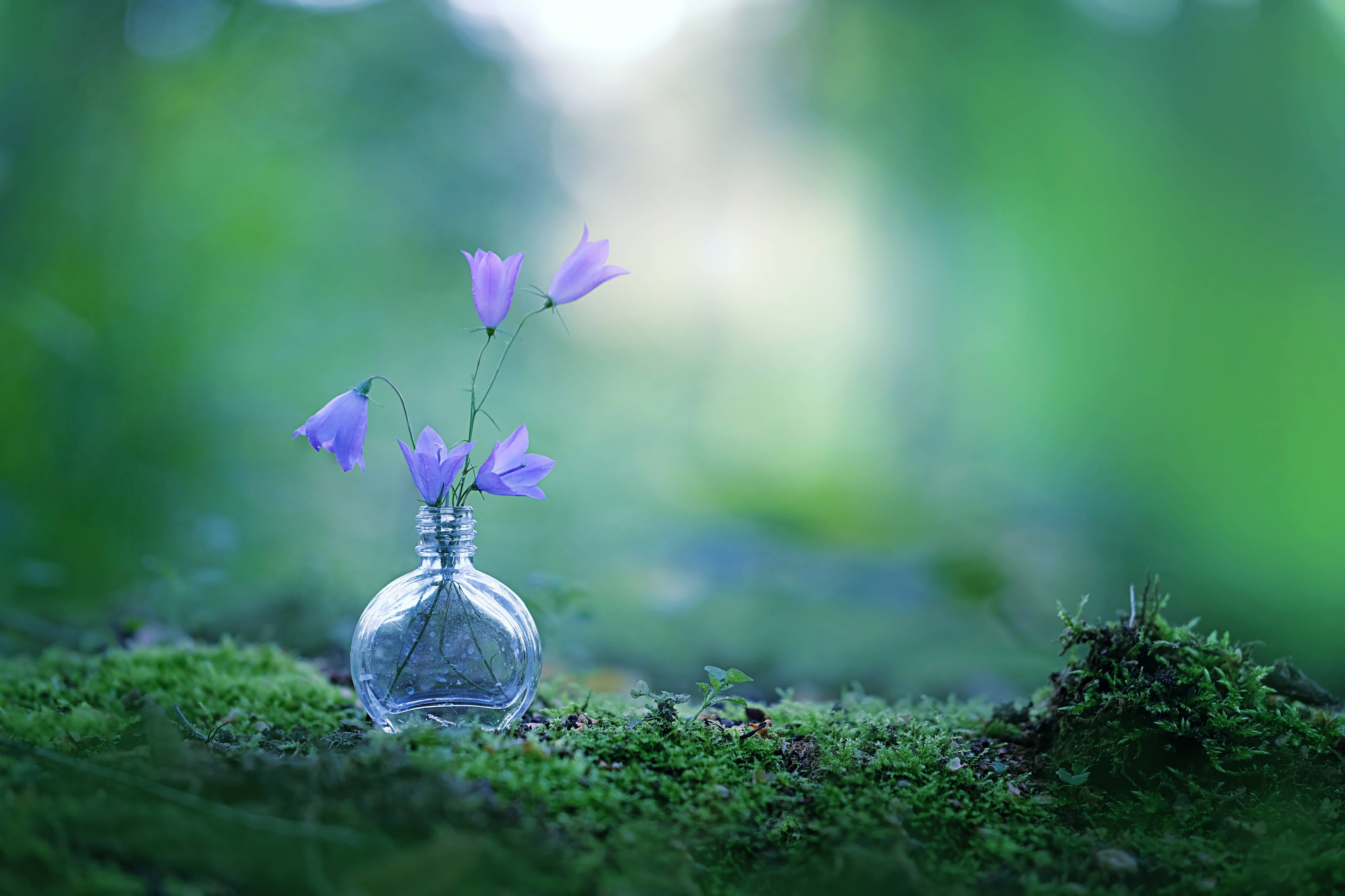 Wandverkleidung Bad-Schöne campanula Blumen