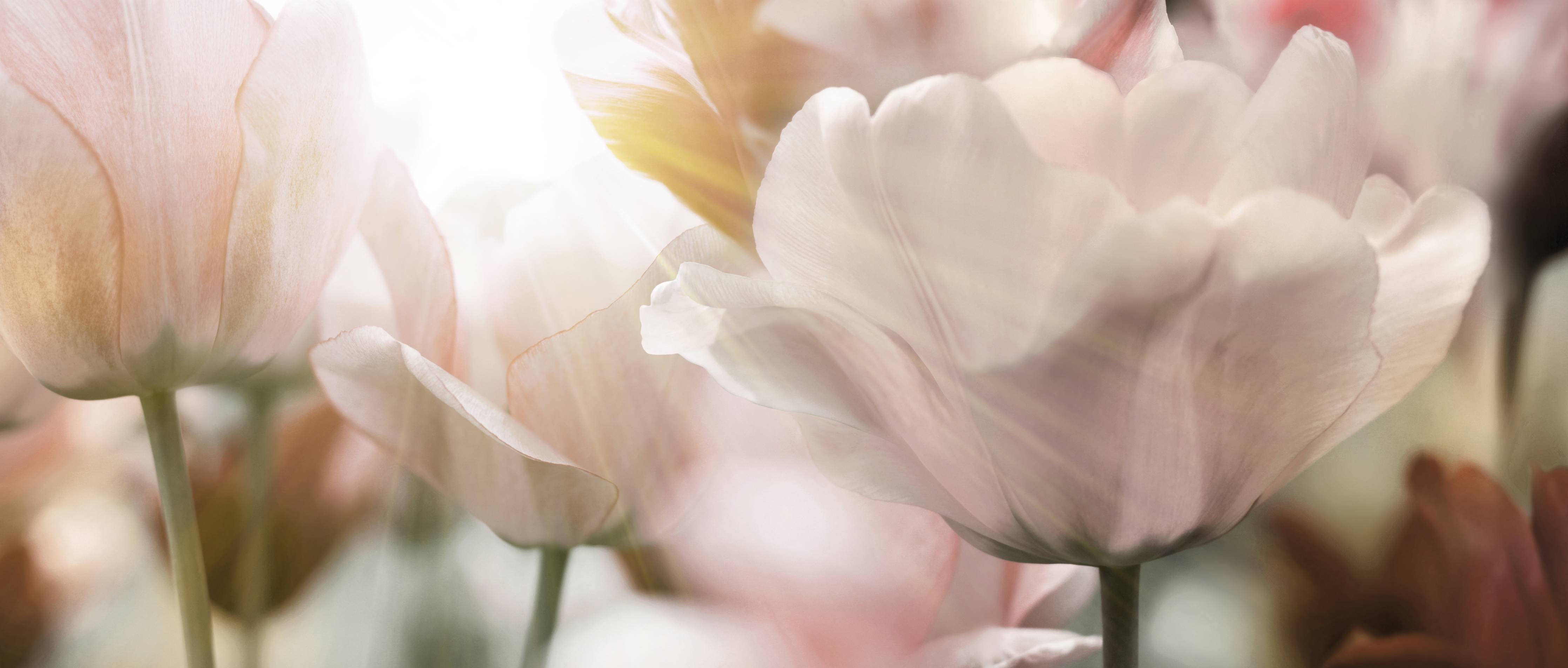 Wandverkleidung Bad-Tulpen in Sonnenstrahlen