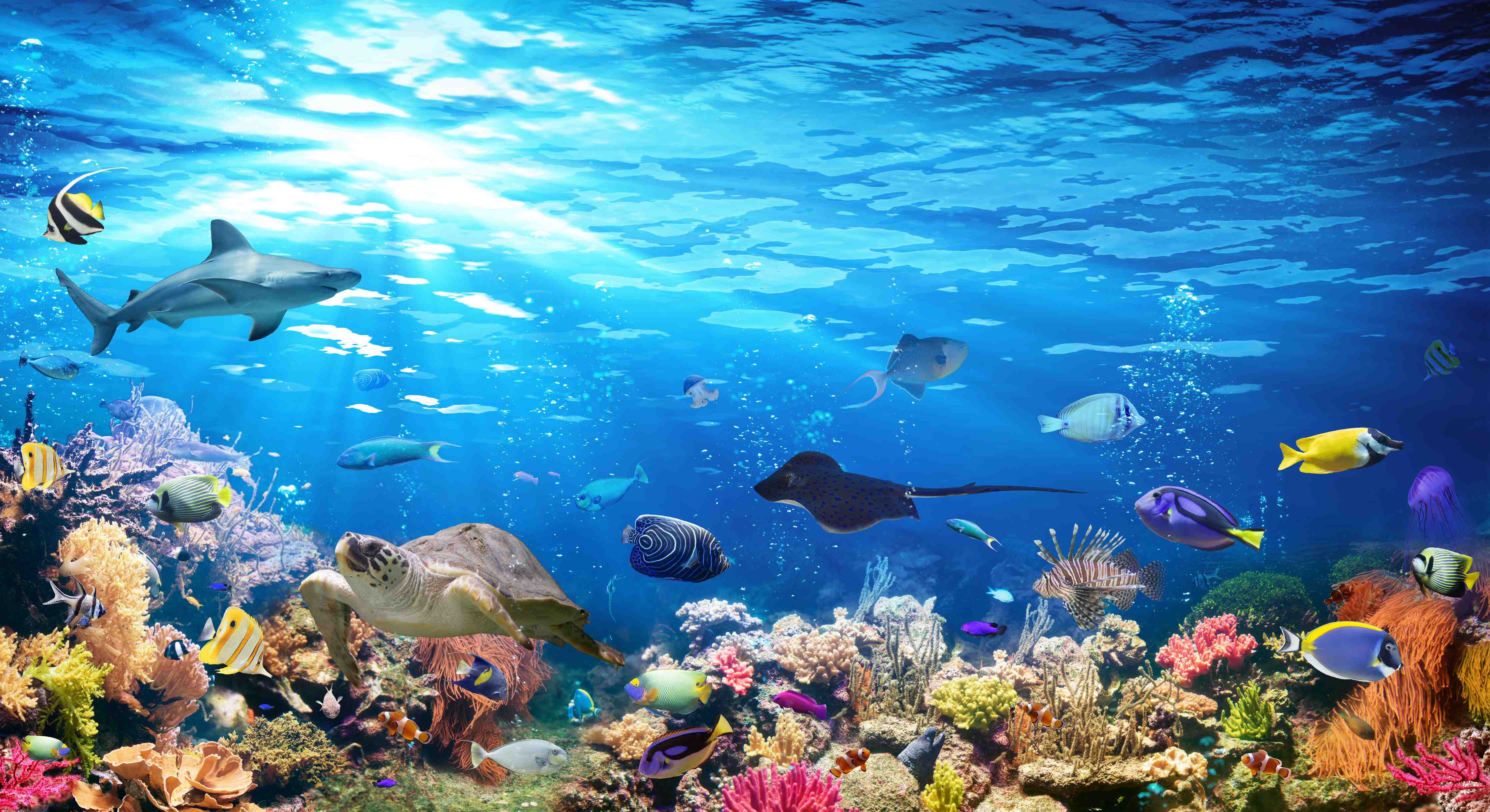 Wandverkleidung Bad-Vielfältige Unterwasserwelt