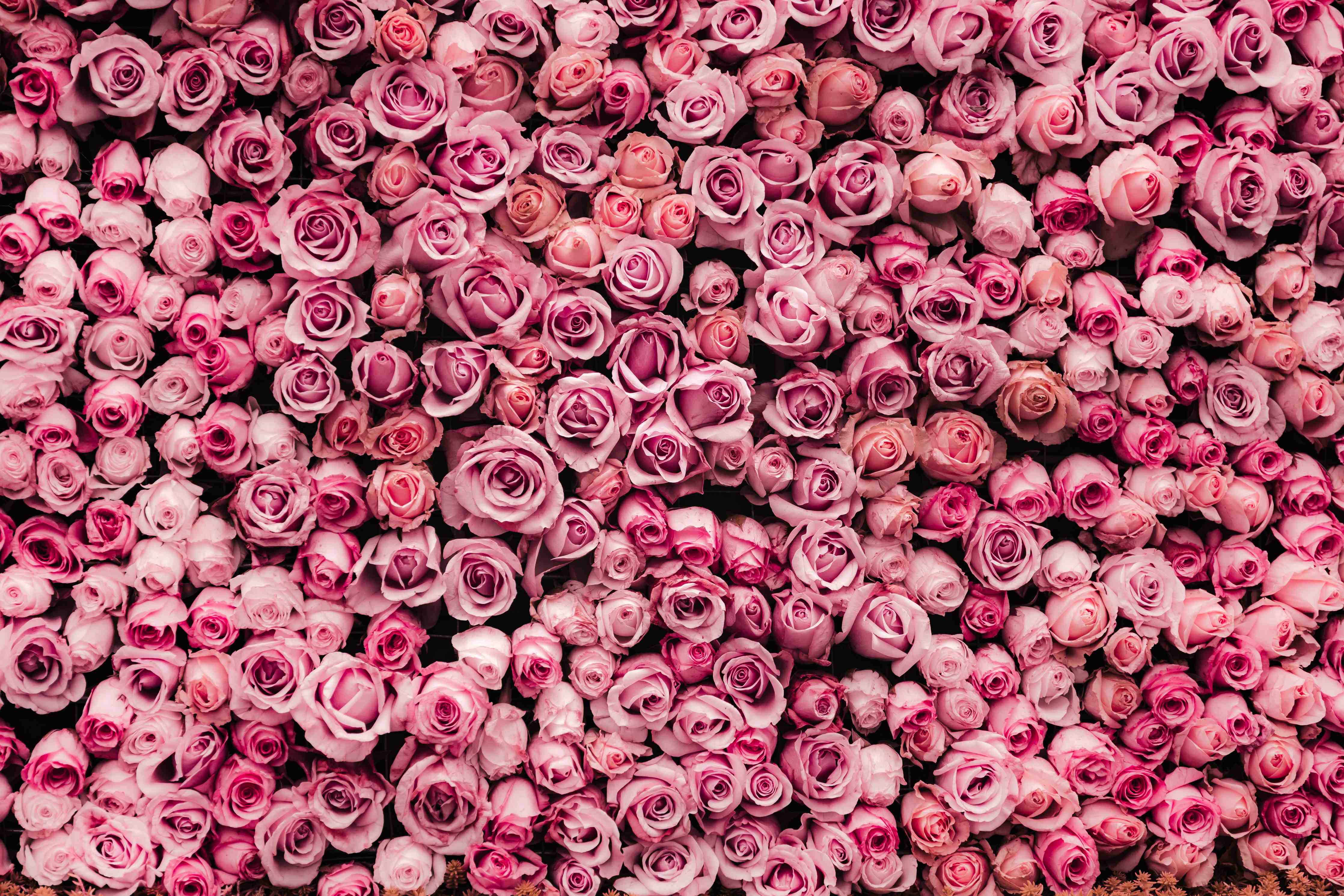 Wandverkleidung Bad-Wand aus frischen Rosen