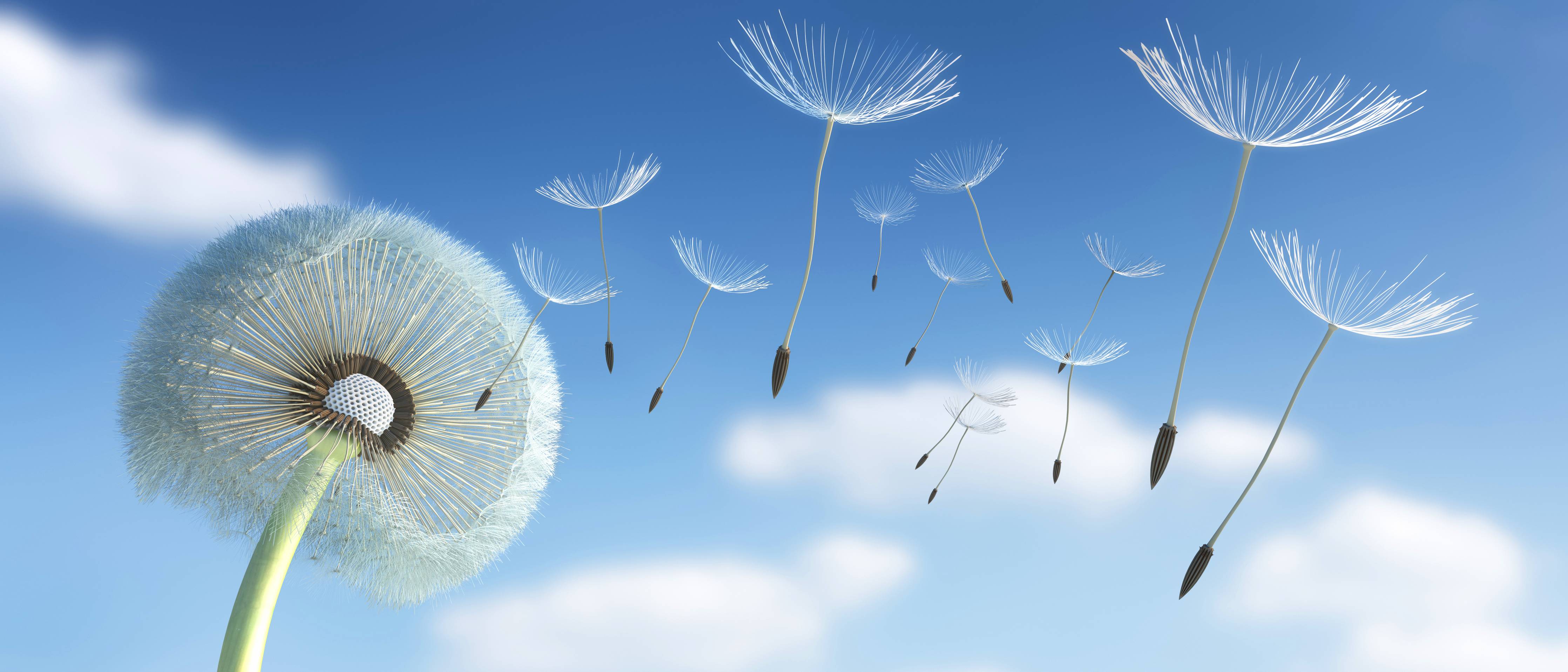 Wandverkleidung Bad-Weiße Pusteblumen im Himmel