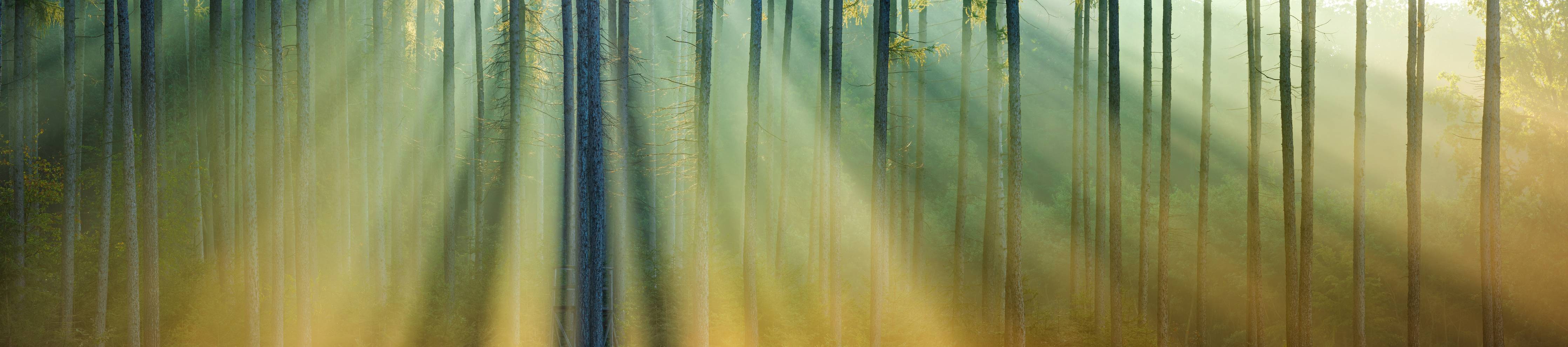 Wandverkleidung Bad-Weißes Licht im grauen Wald