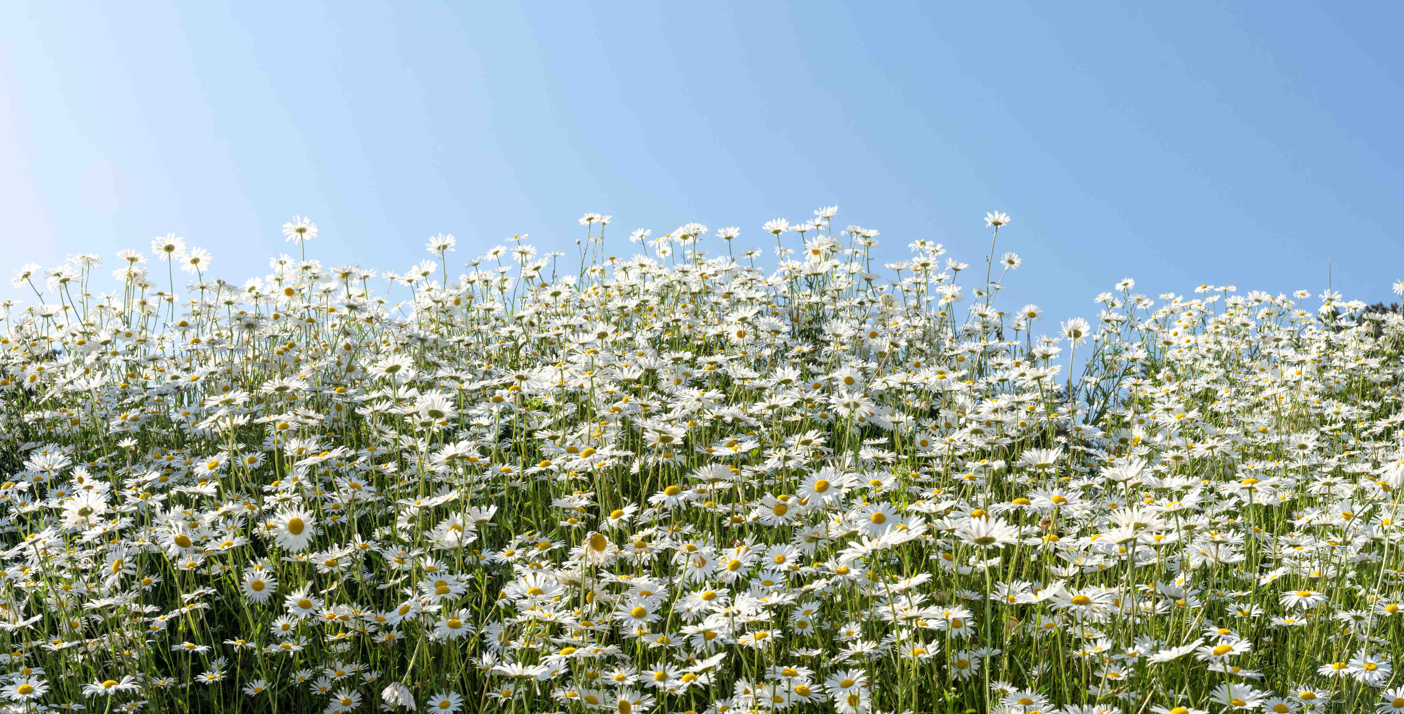 Wandverkleidung Bad-Wiesen voller Gänseblümchen unter blauem Himmel