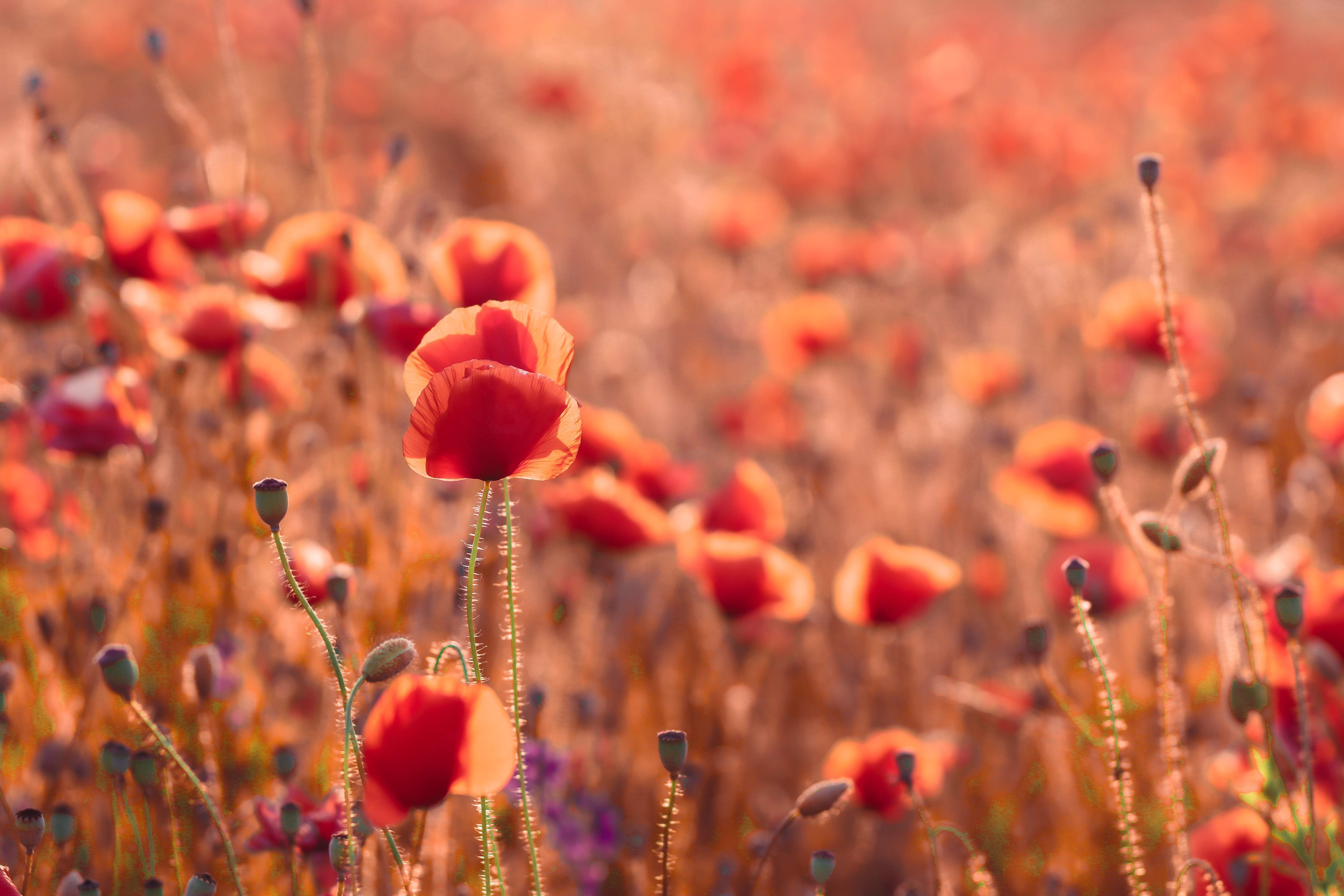 Wandverkleidung Bad-Wilder Mohnblumenmeer in warmen Orangetönen