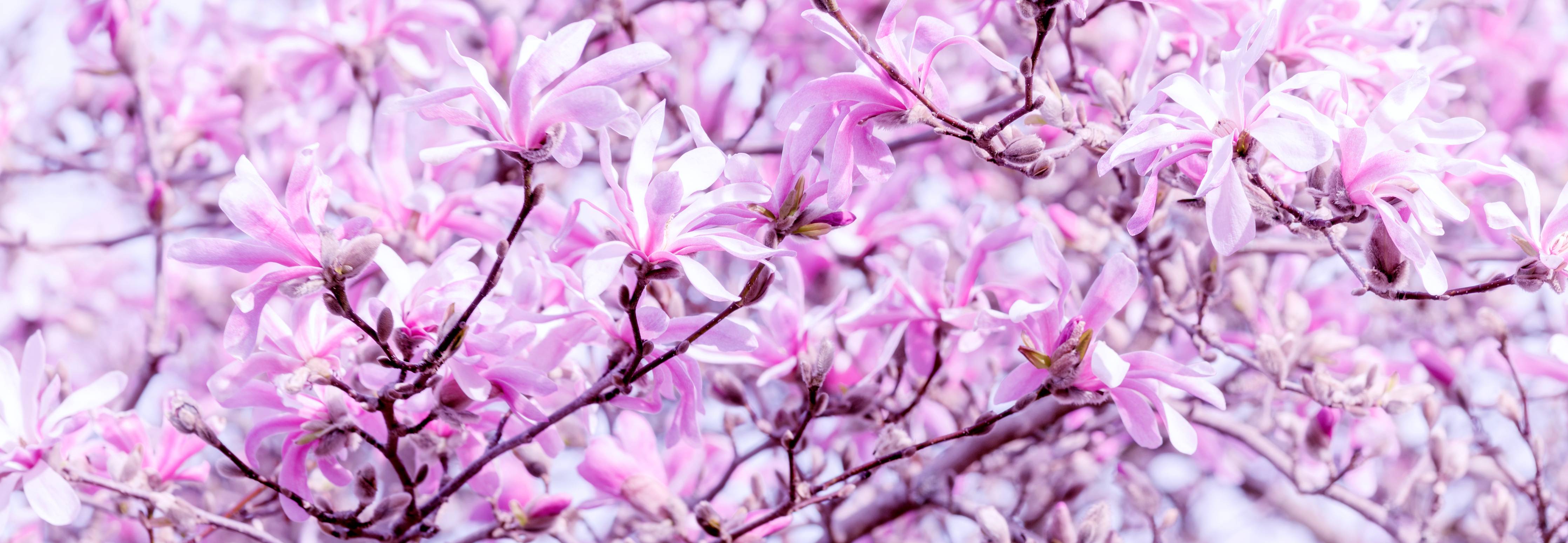 Wandverkleidung Bad-Zartrosa Blütenmeer im Frühling