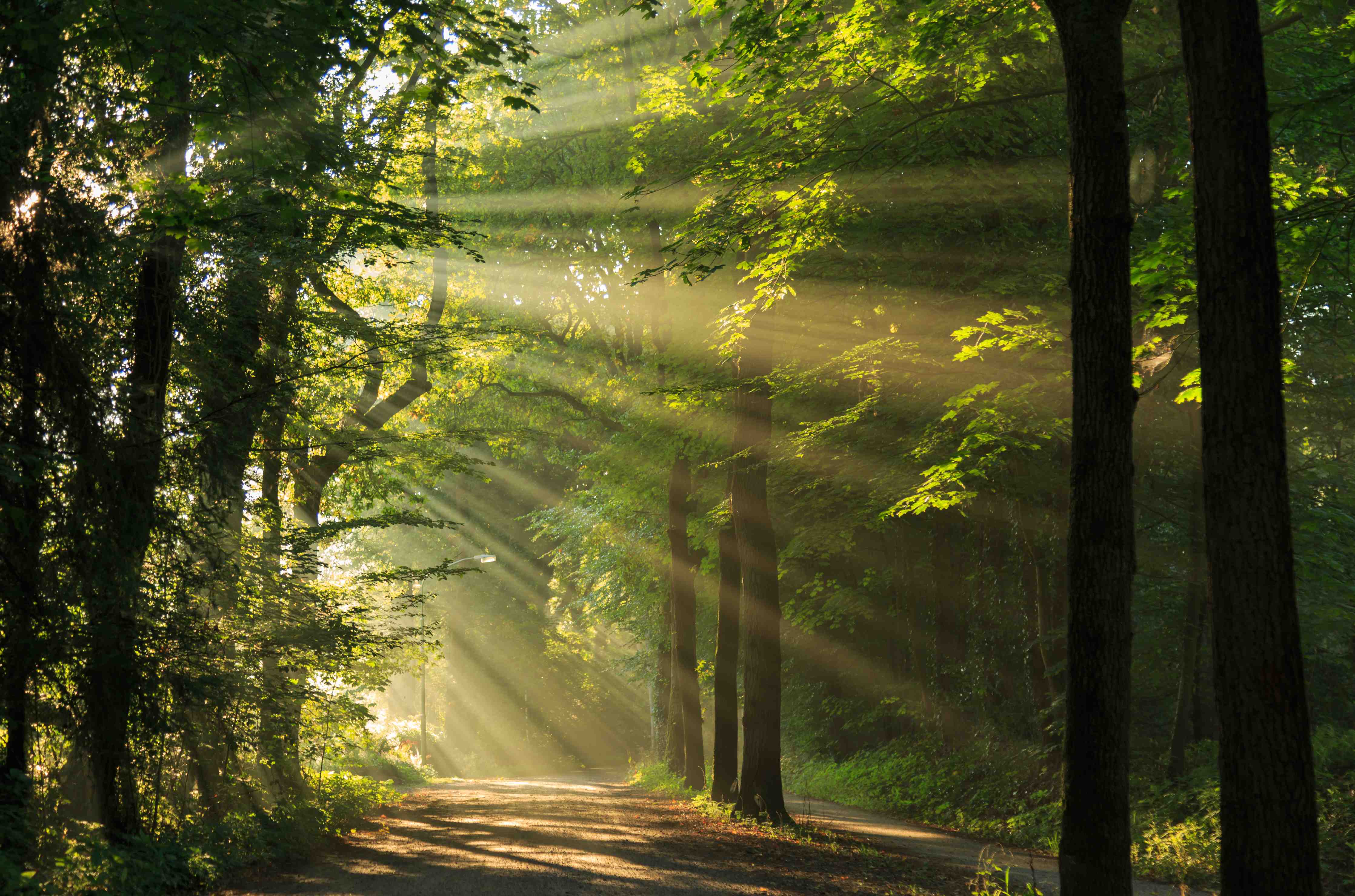 Wandverkleidung Bad-erleuchtende Sonnenstrahlen in den Wald