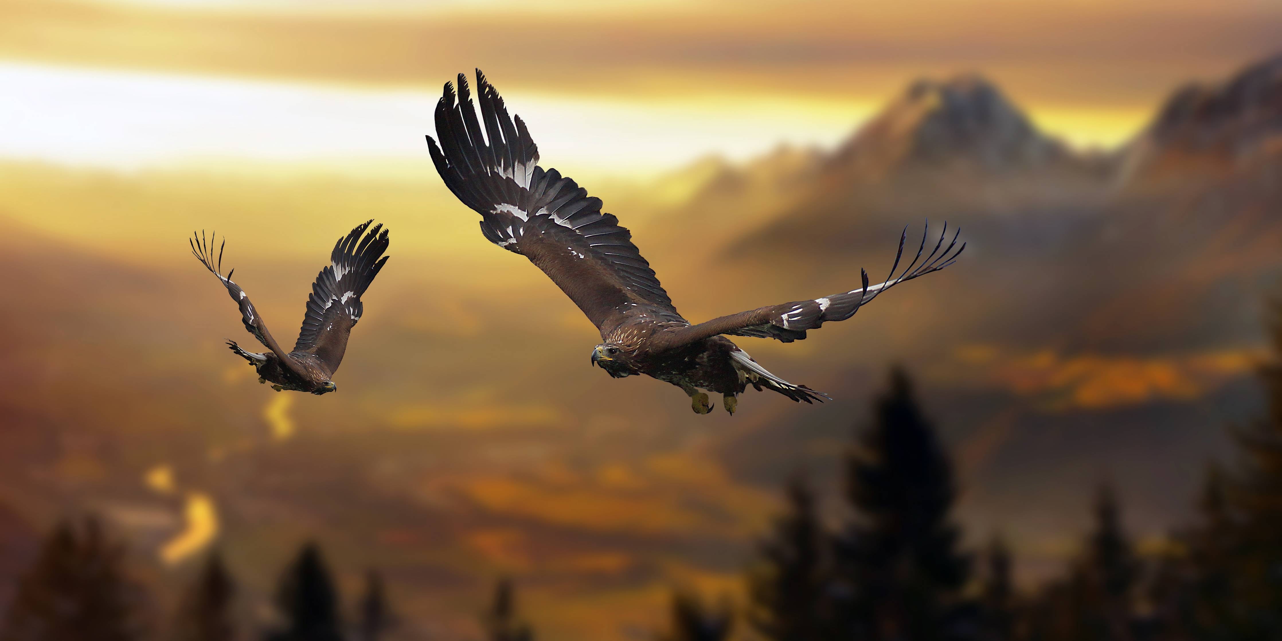 Wandverkleidung Bad-prachtvolle Steinadler im Flug