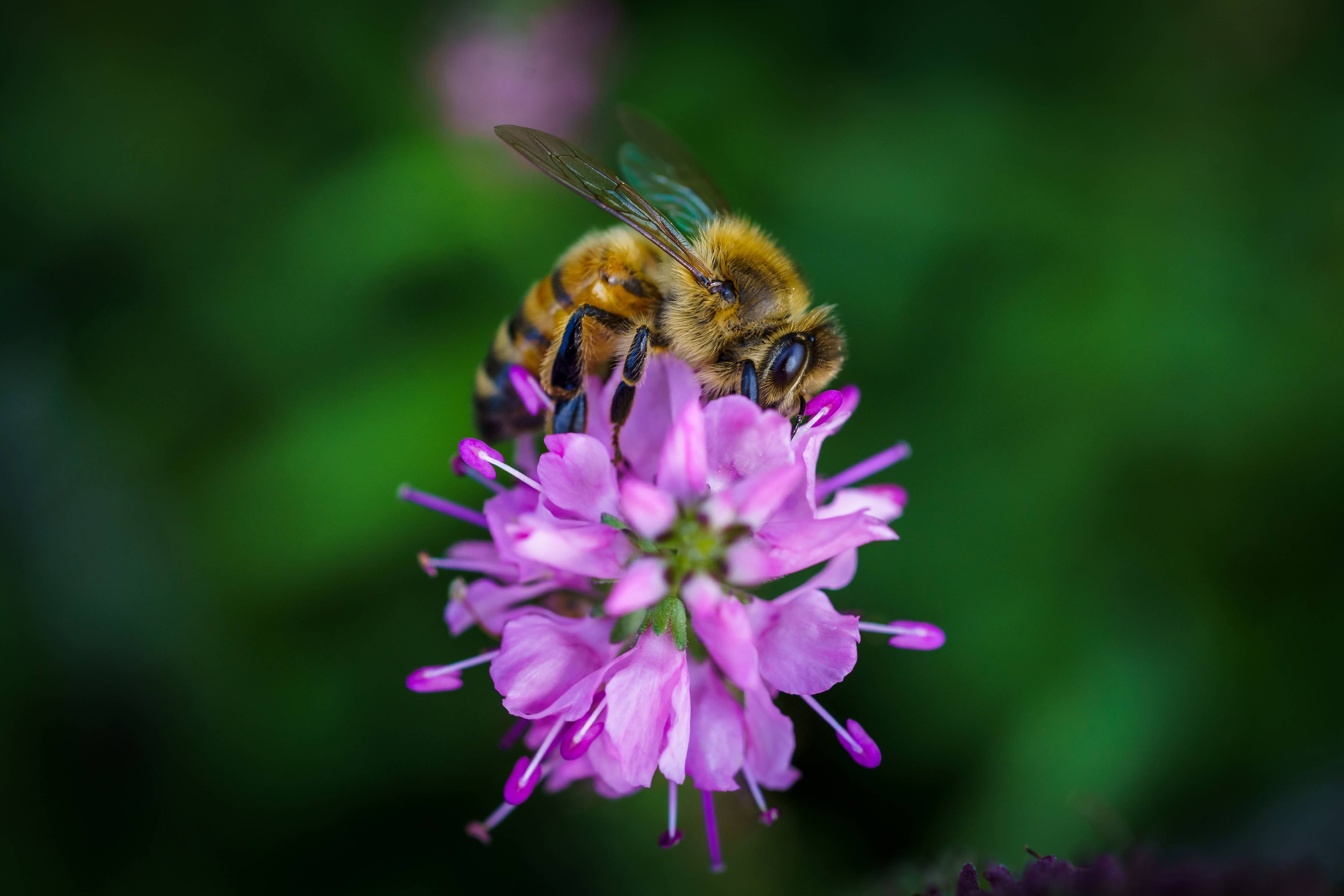 Wandverkleidung Flur-Biene auf lila Blüte