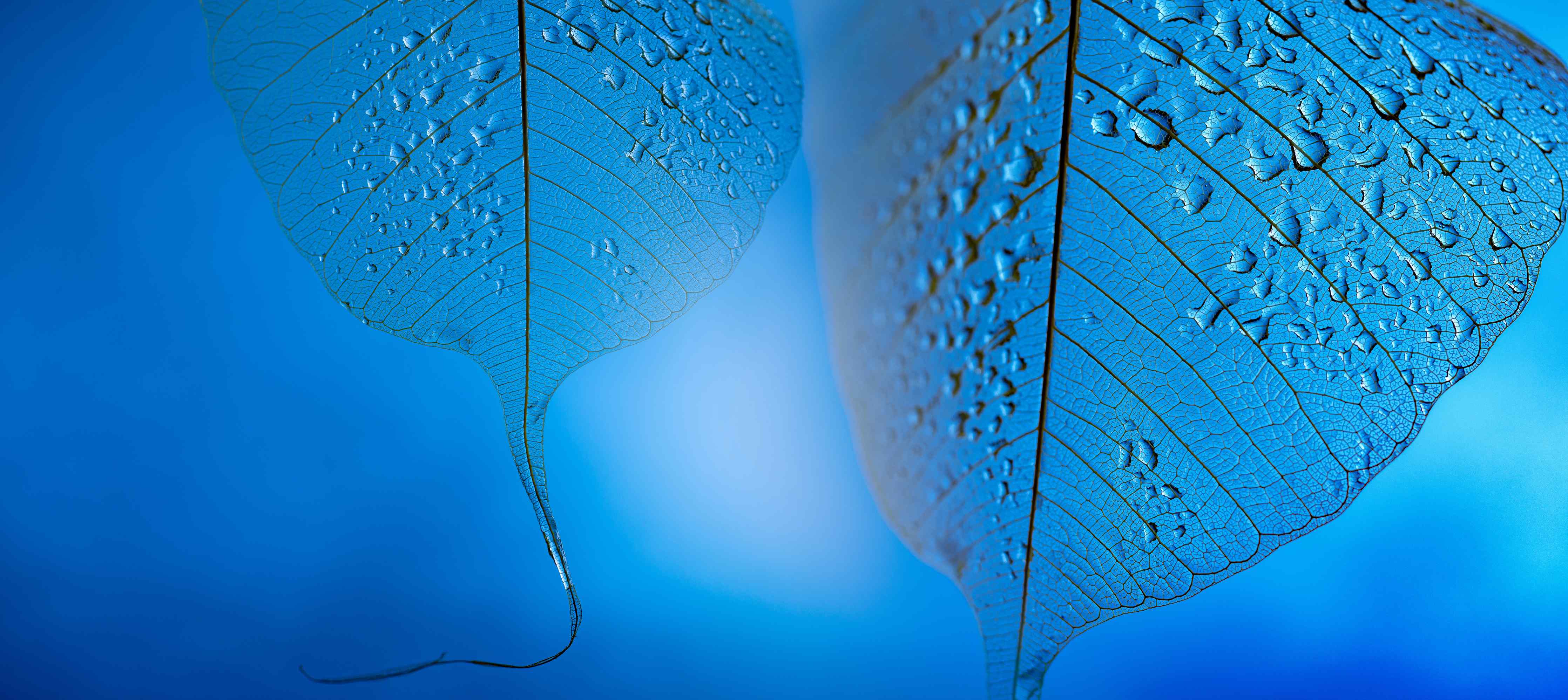 Wandverkleidung Flur-Blätter mit Tautropfen in Blau