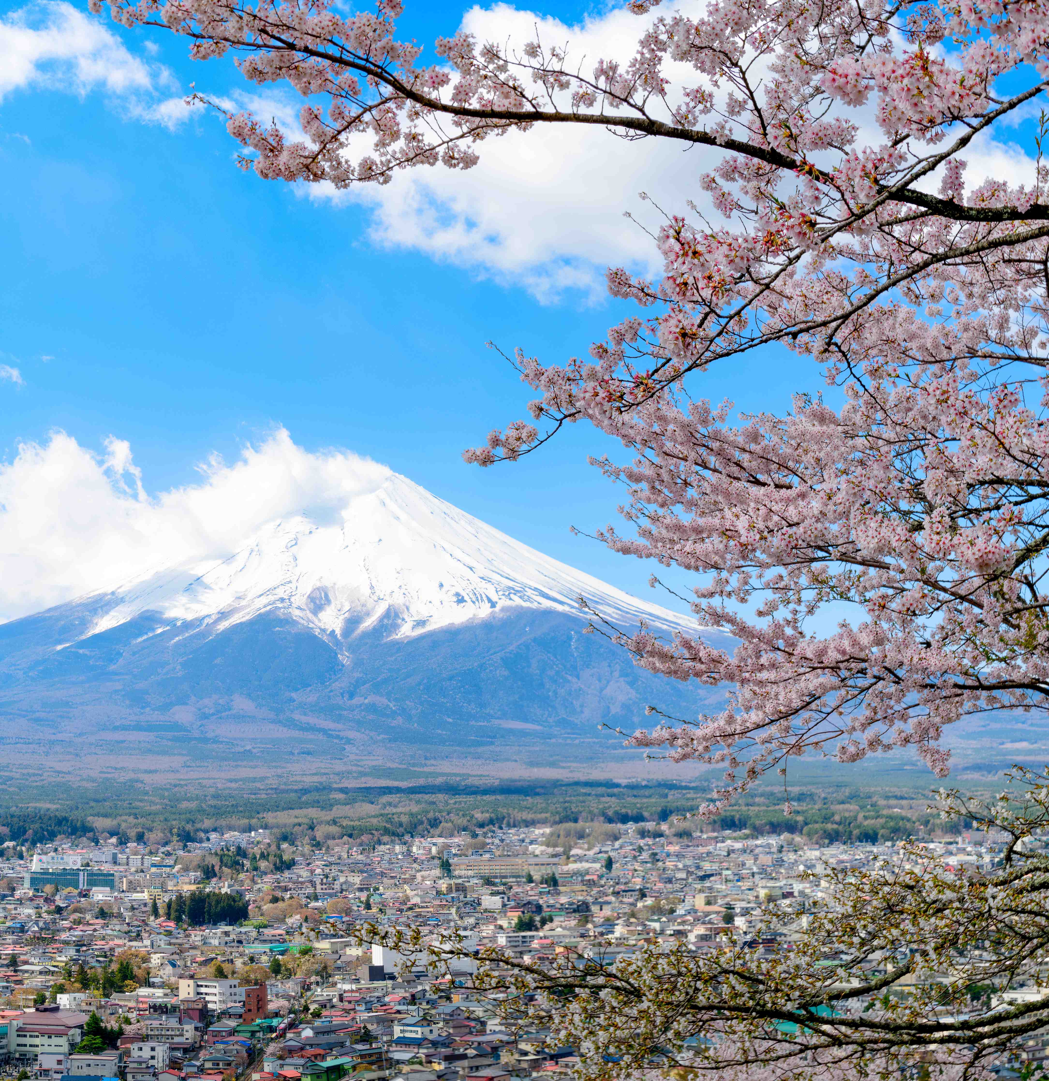 Wandverkleidung Flur-Blühende Kirschbäume vor Fuji