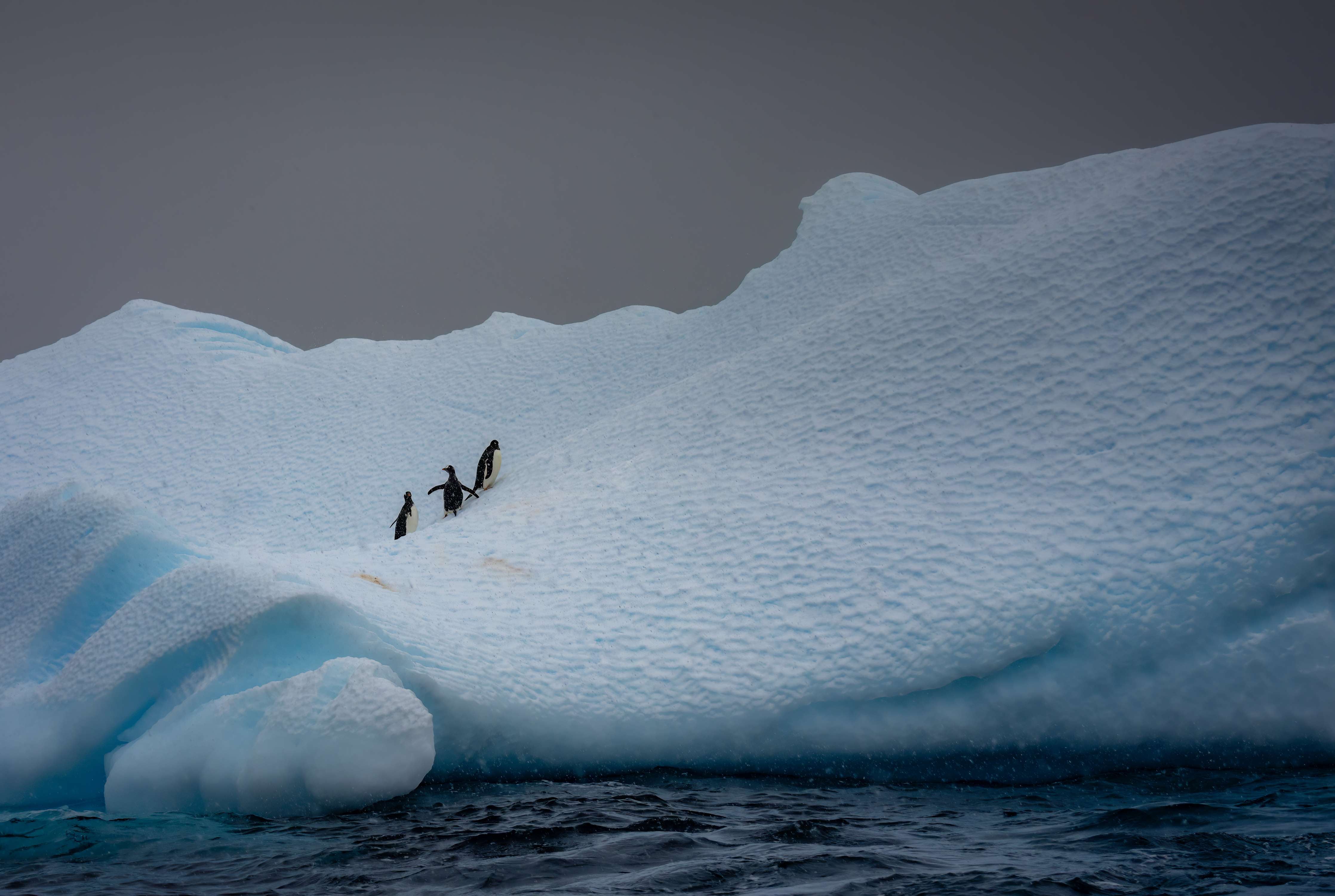 Wandverkleidung Flur-Eisberge und Pinguine in der Arktis