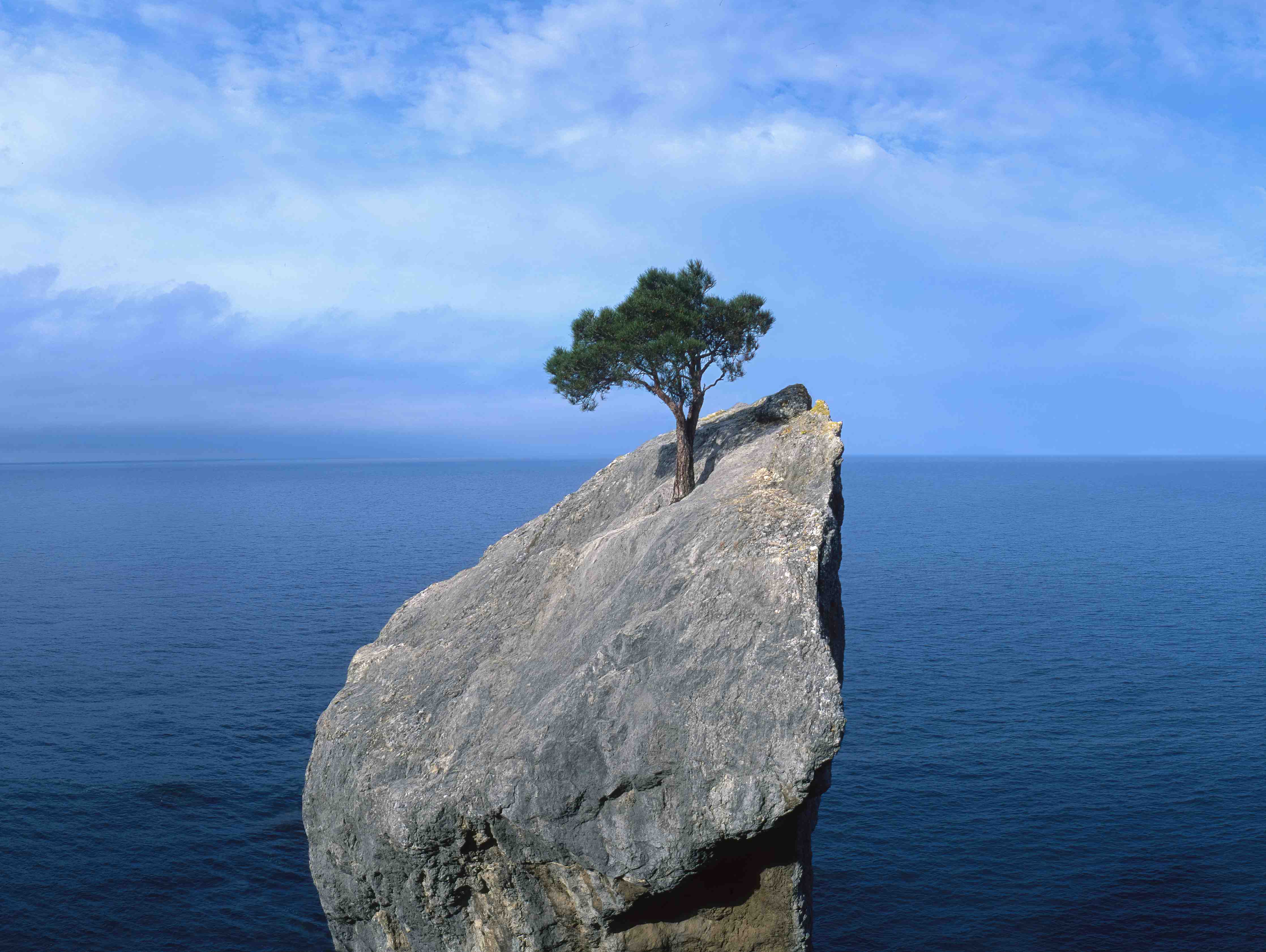 Wandverkleidung Flur-Felsen mit Baum am Meer