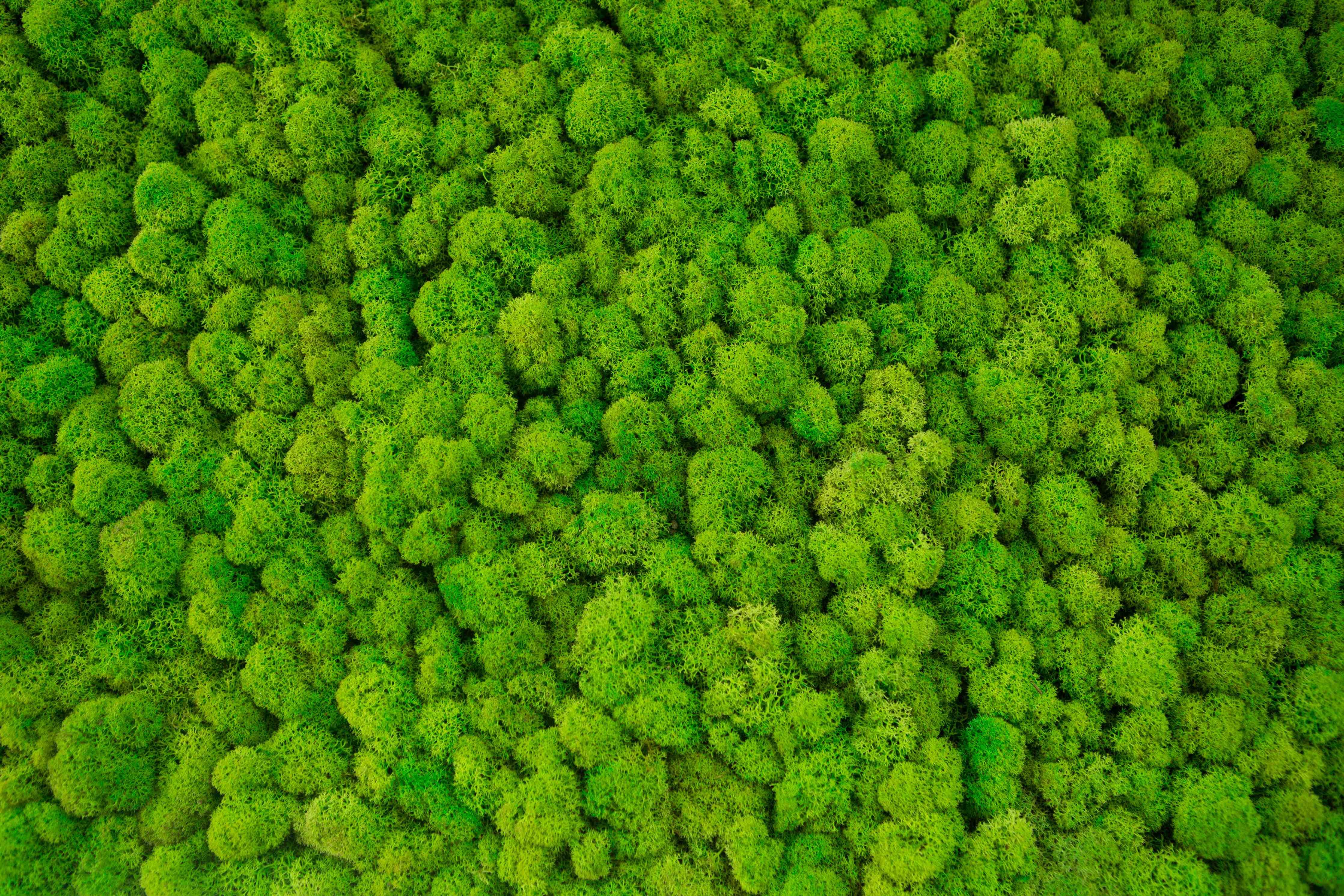 Wandverkleidung Flur-Grüner Wald aus der Vogelperspektive