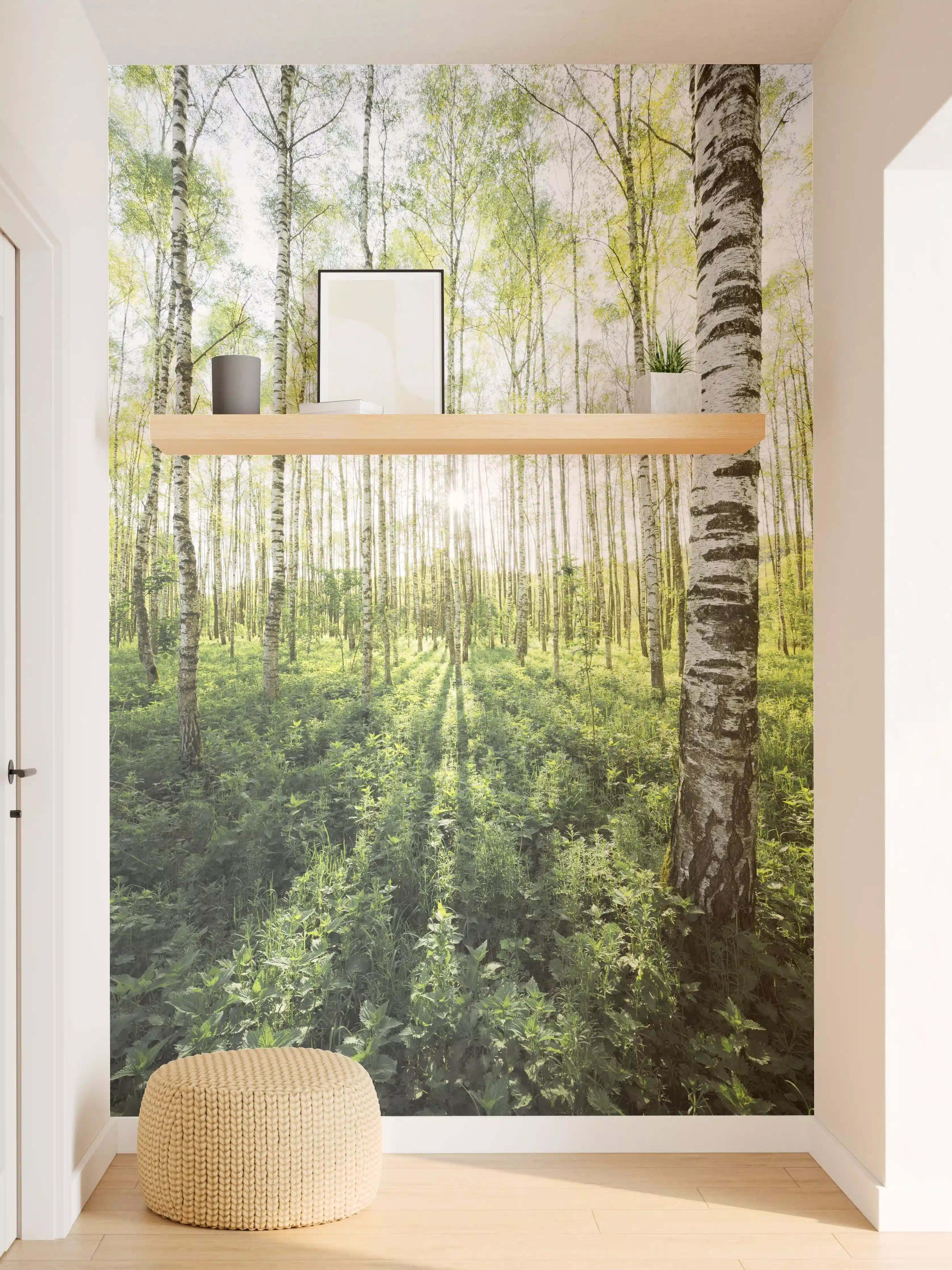 Wandverkleidung Flur - Heller Birkenwald im Sonnenlicht