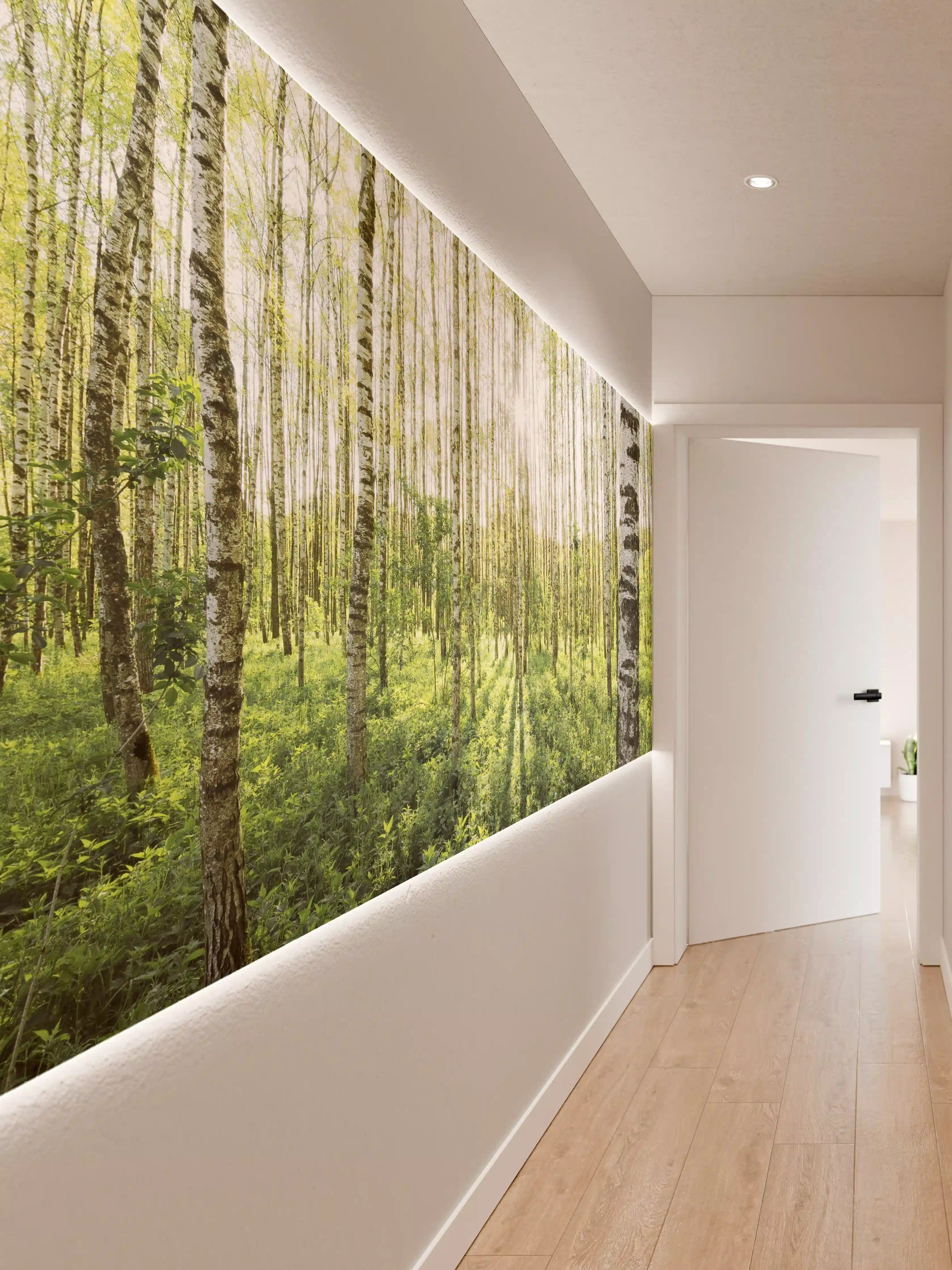 Wandverkleidung Flur - Heller Birkenwald im Sonnenlicht