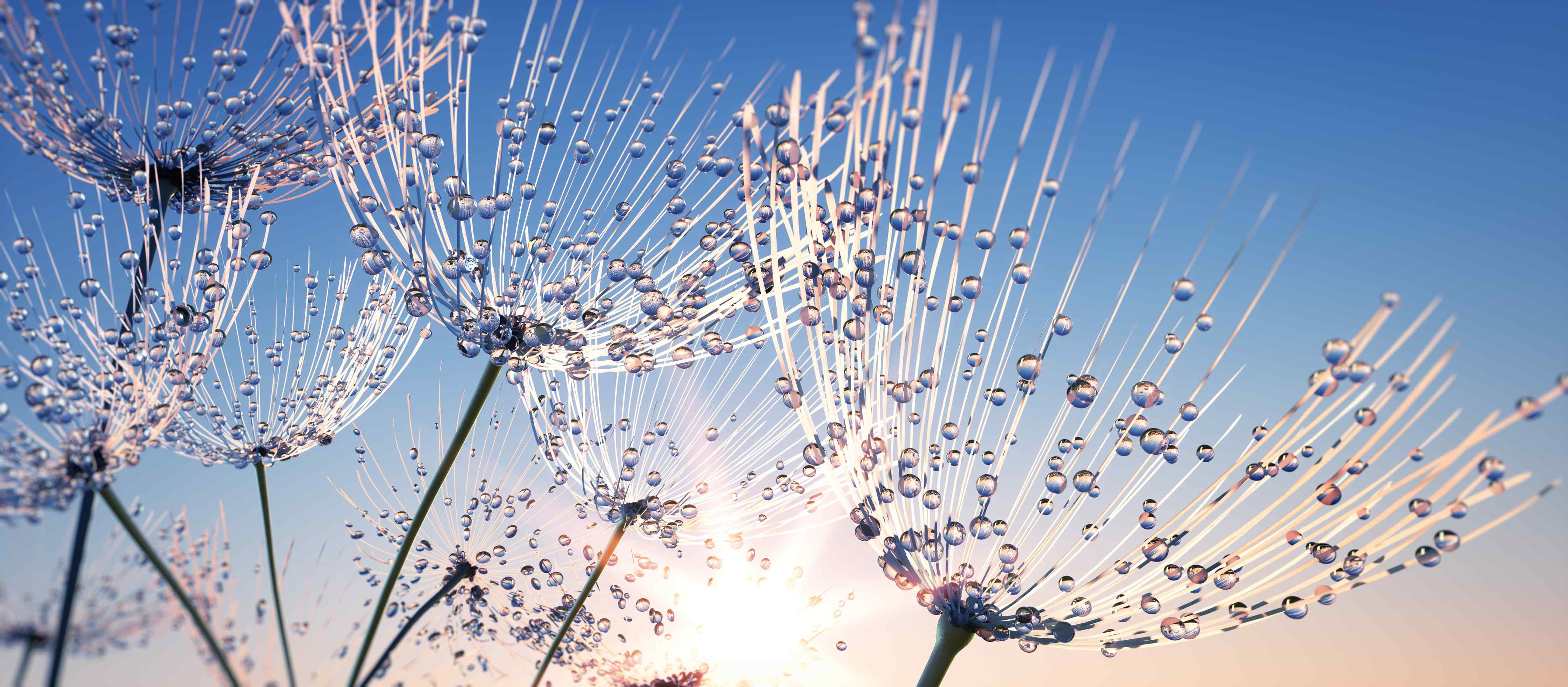 Wandverkleidung Flur-Himmel voller Pusteblumen bei Sonnenaufgang