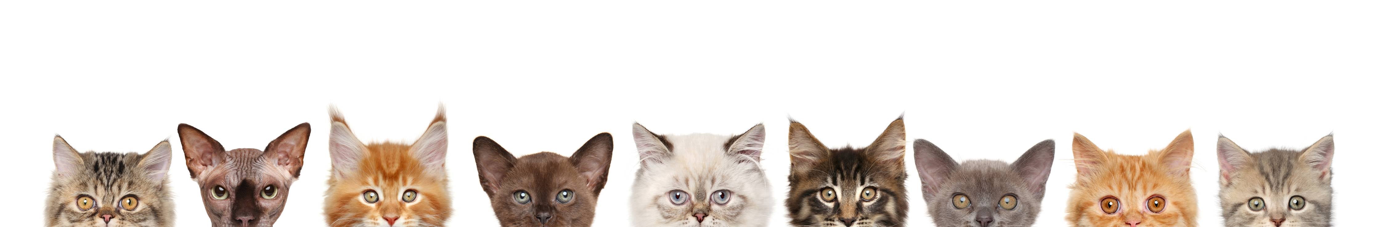 Wandverkleidung Flur-Katzen-Kopf-Reihe in Weiß-Grau