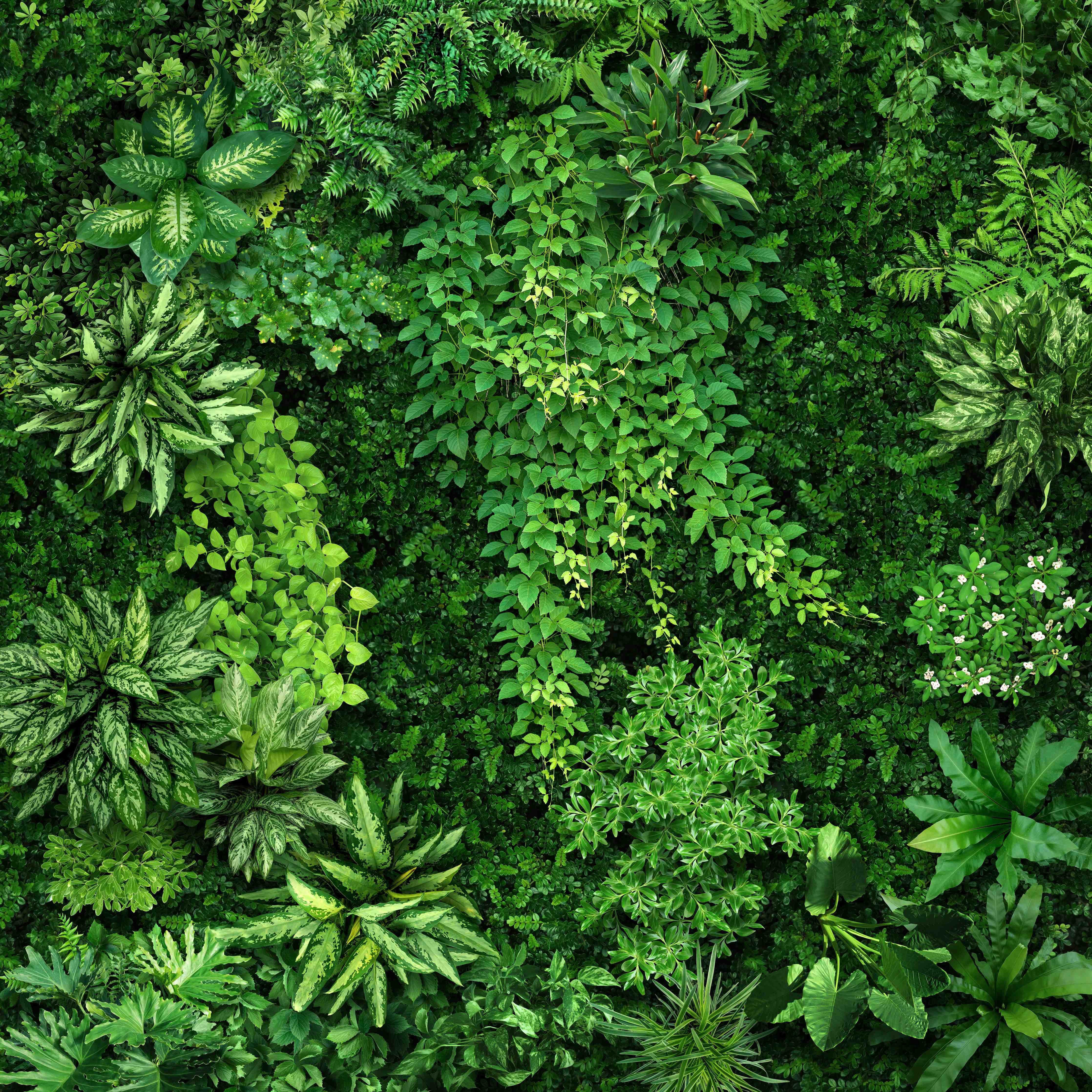 Wandverkleidung Flur-Lush Green Jungle