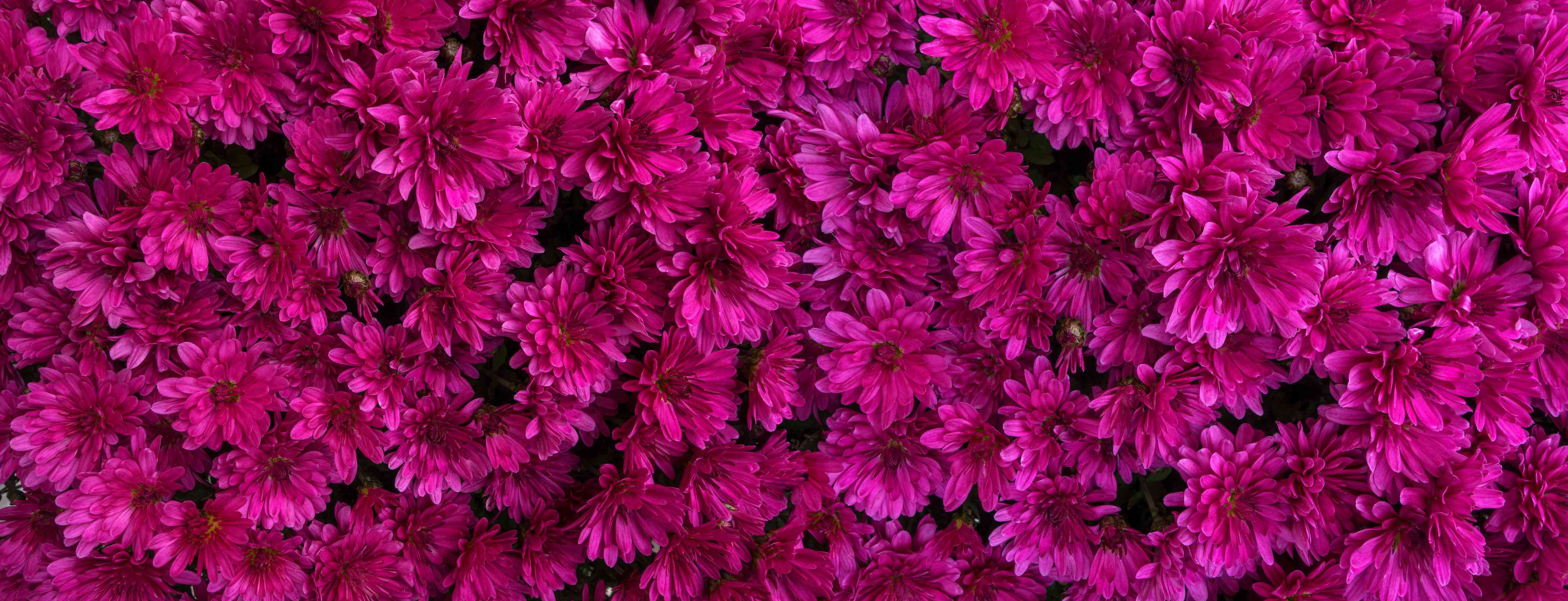 Wandverkleidung Flur-Magenta Blüten von Chrysanthemen