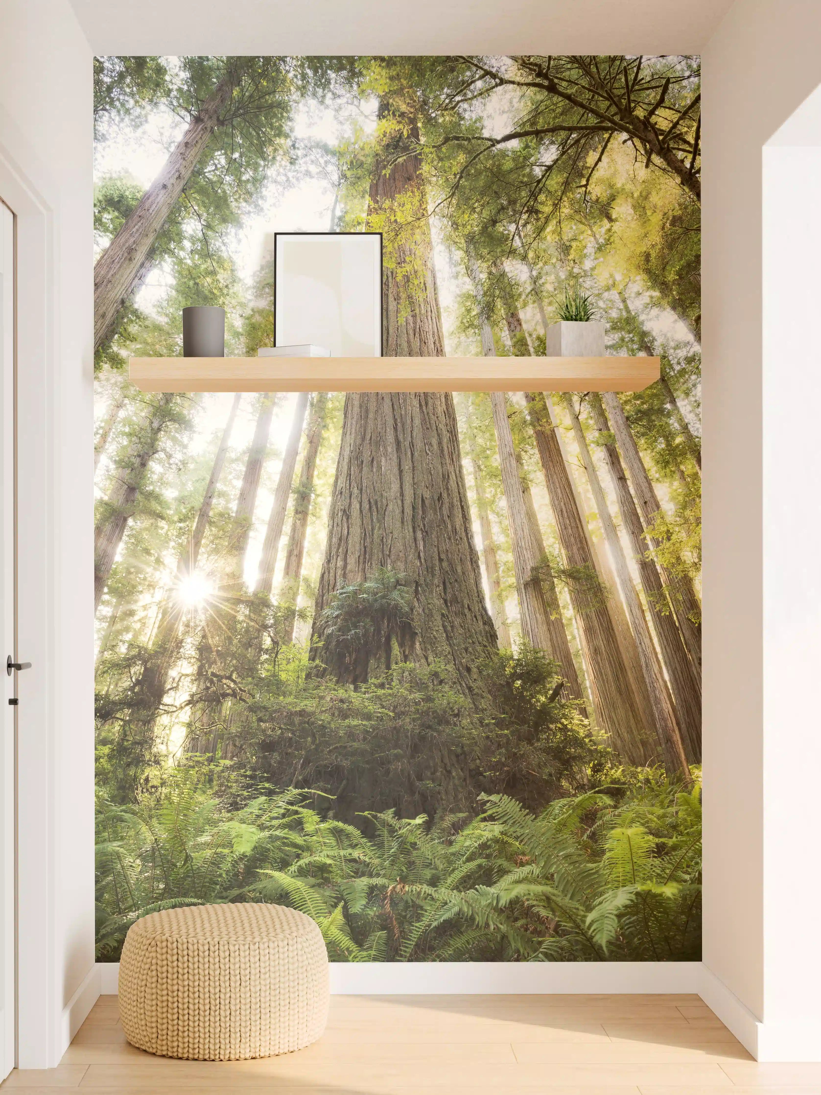 Wandverkleidung Flur - Majestätischer Waldbaum in Sonnenlicht
