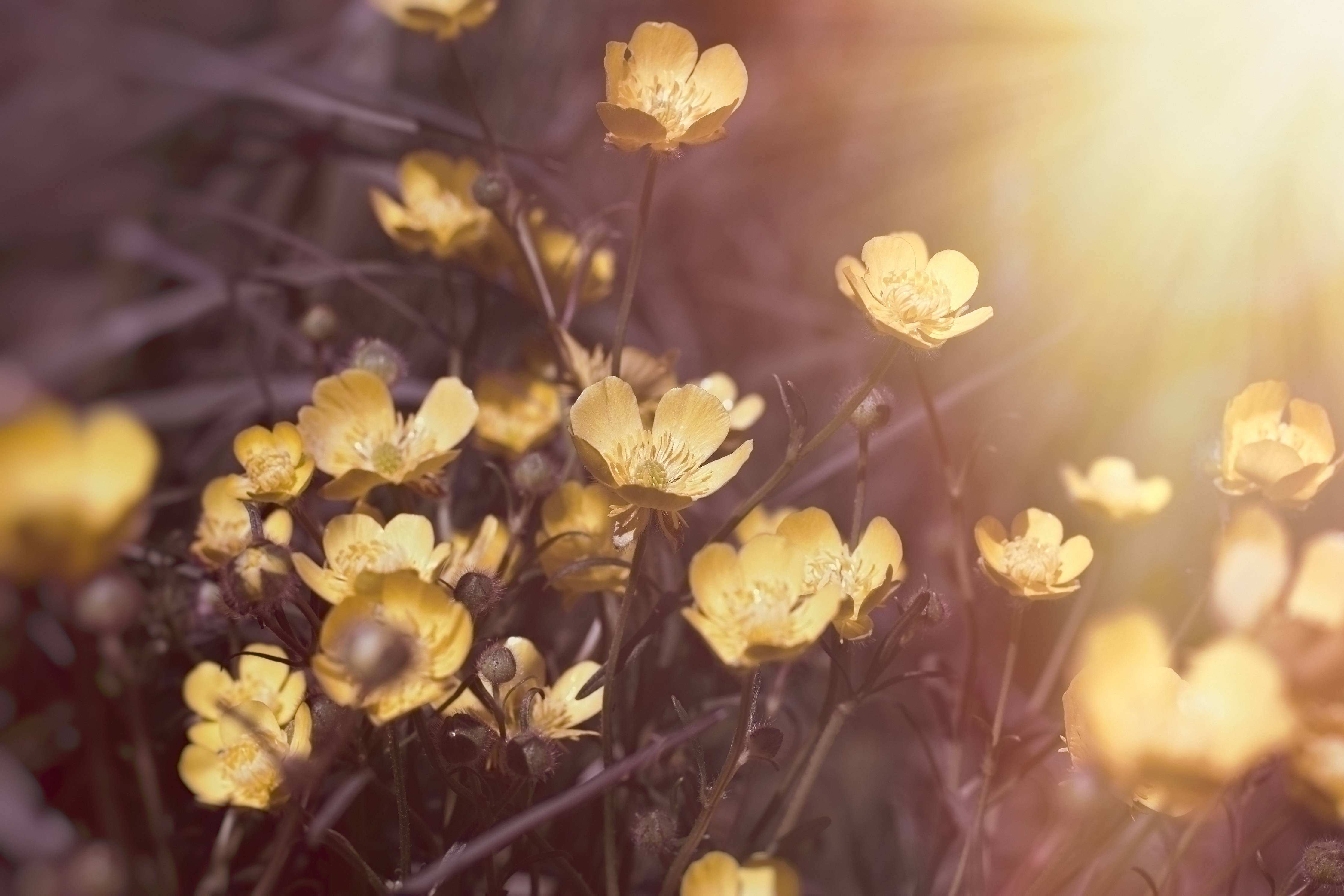 Wandverkleidung Flur-Sanfte Blumen im Sonnenlicht