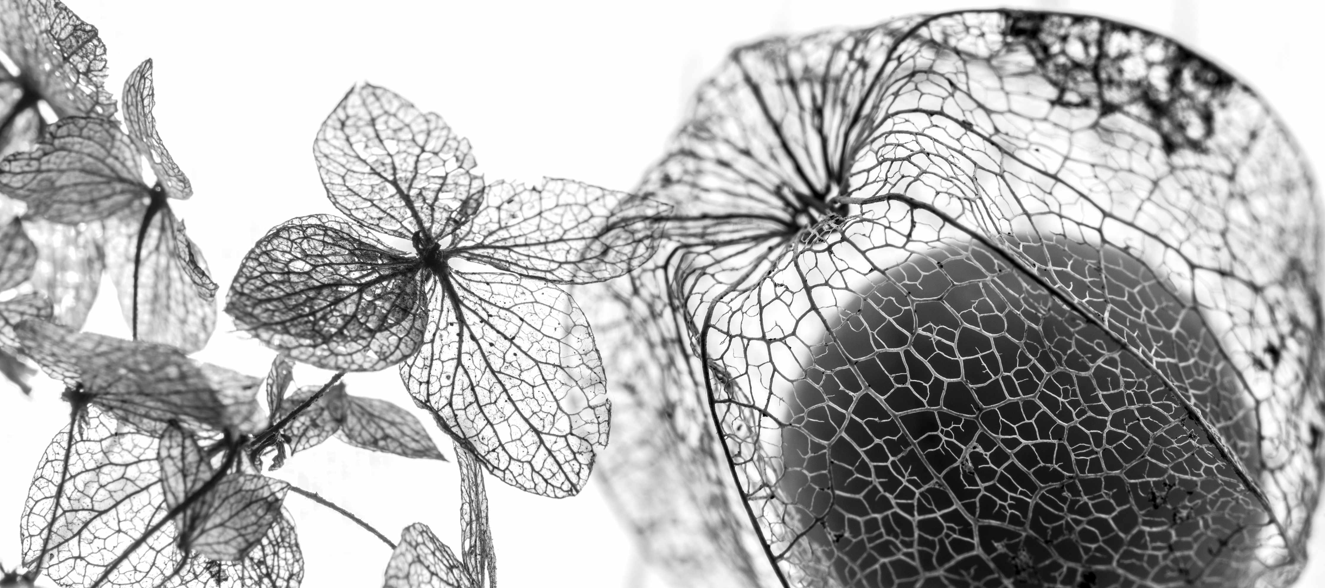 Wandverkleidung Flur-Schwarz-Weiß Naturmotive