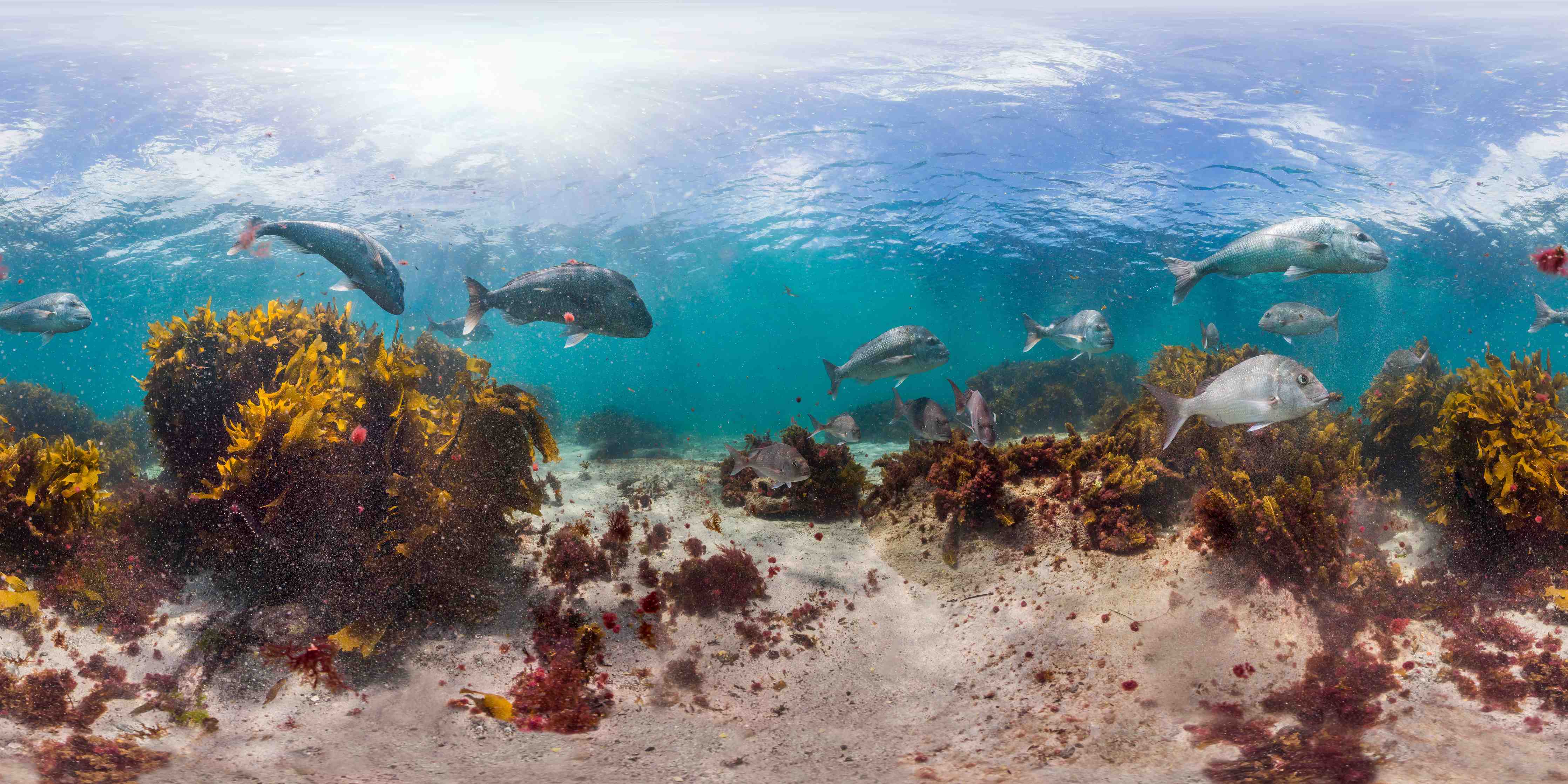 Wandverkleidung Flur-Seetang und Fisch in Neuseeland