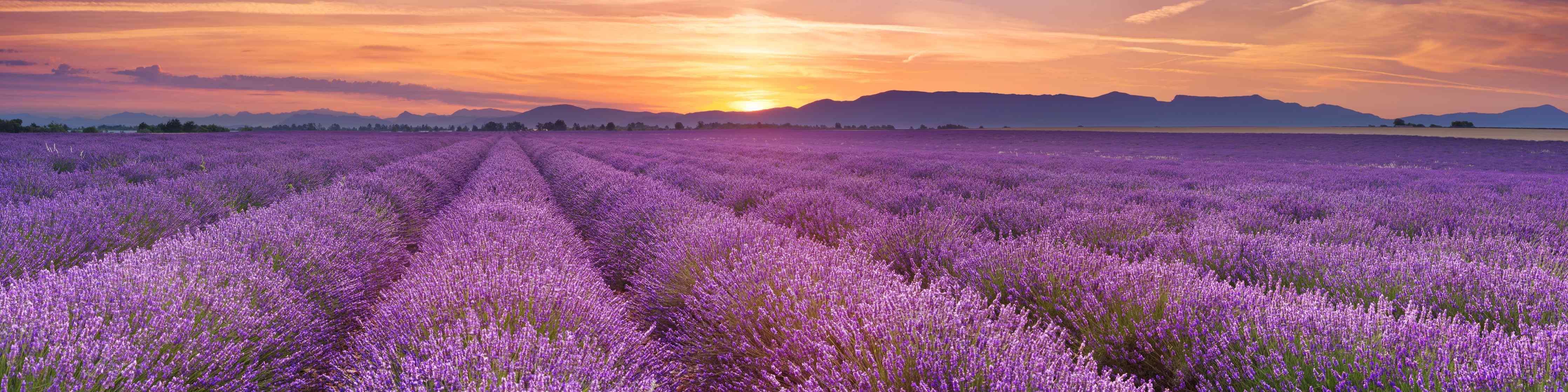 Wandverkleidung Flur-Sonnenaufgang über Lavendelfelder - Provence