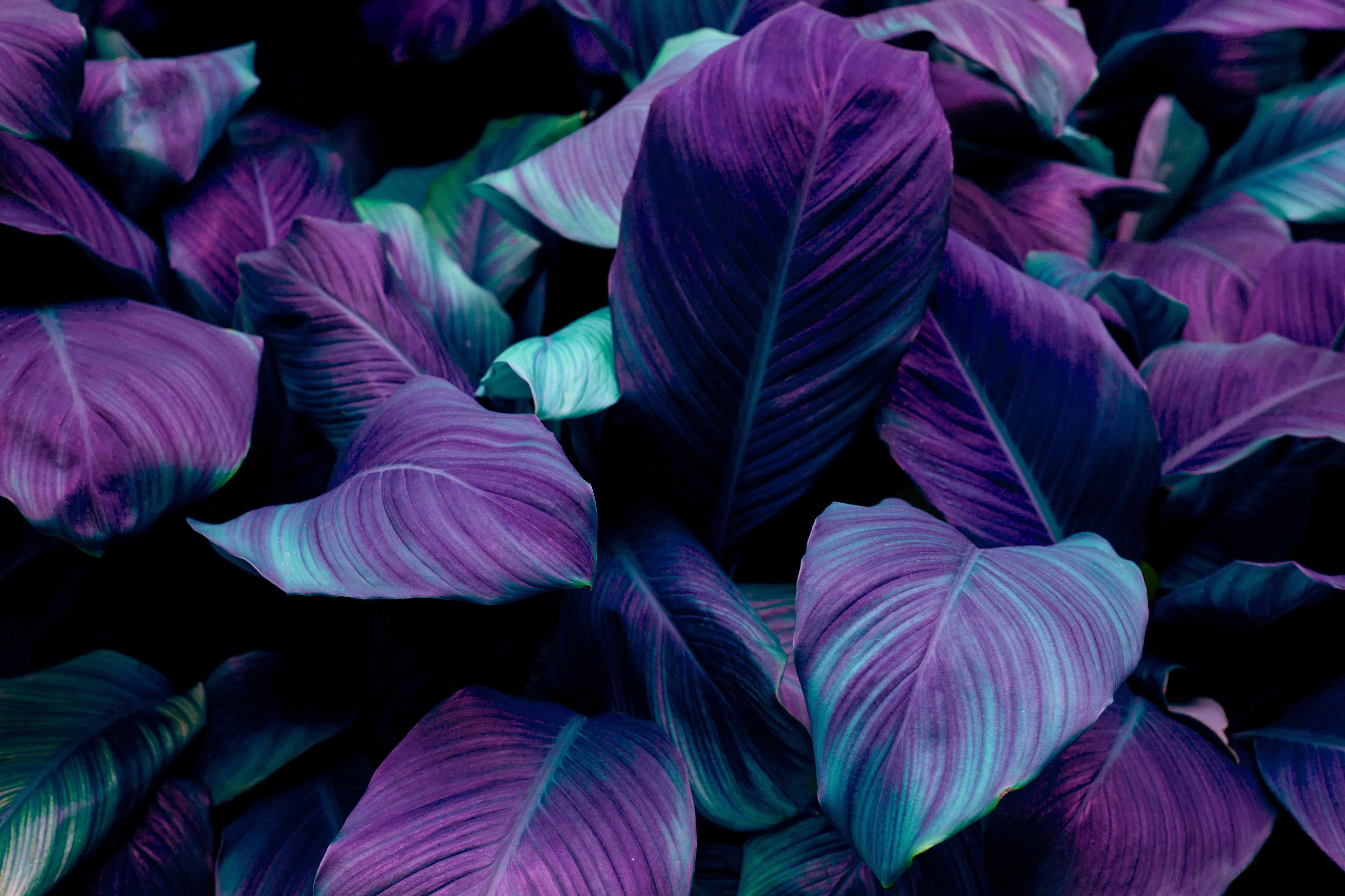 Wandverkleidung Flur-Violette Blätter im Dunkellicht