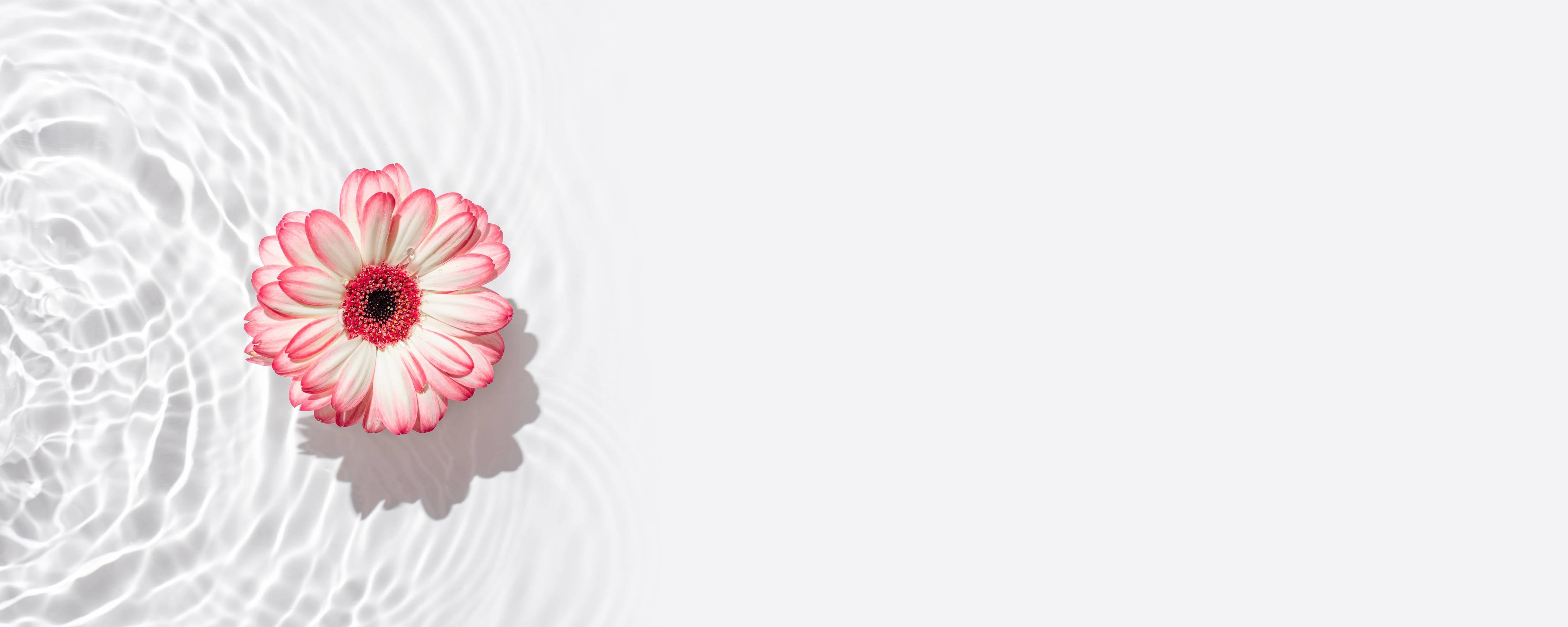 Wandverkleidung Flur-Weiß-Grau mit Rosa Gerbera
