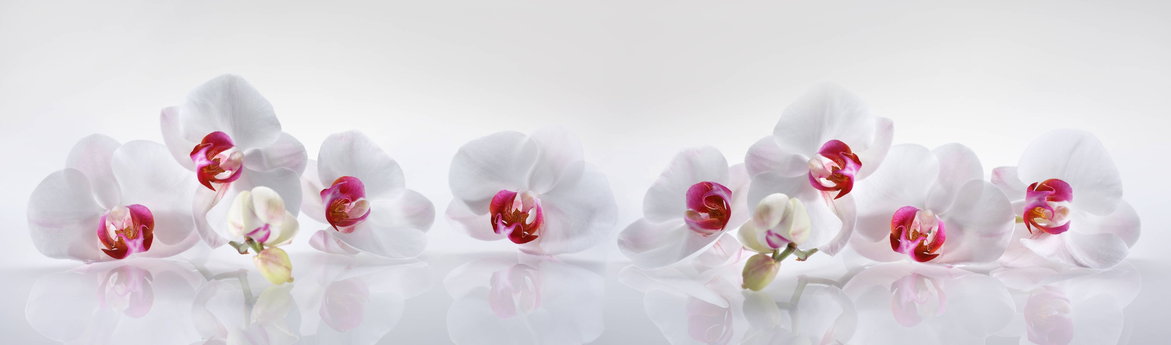 Wandverkleidung Flur-Weiße Orchideen