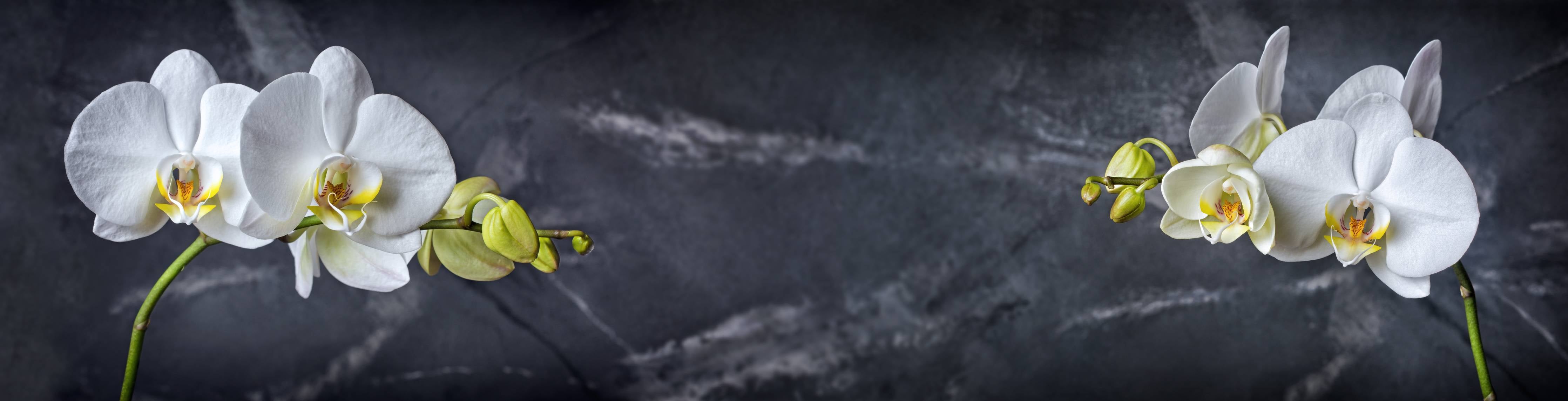 Wandverkleidung Flur-Weiße Orchideen auf Marmor