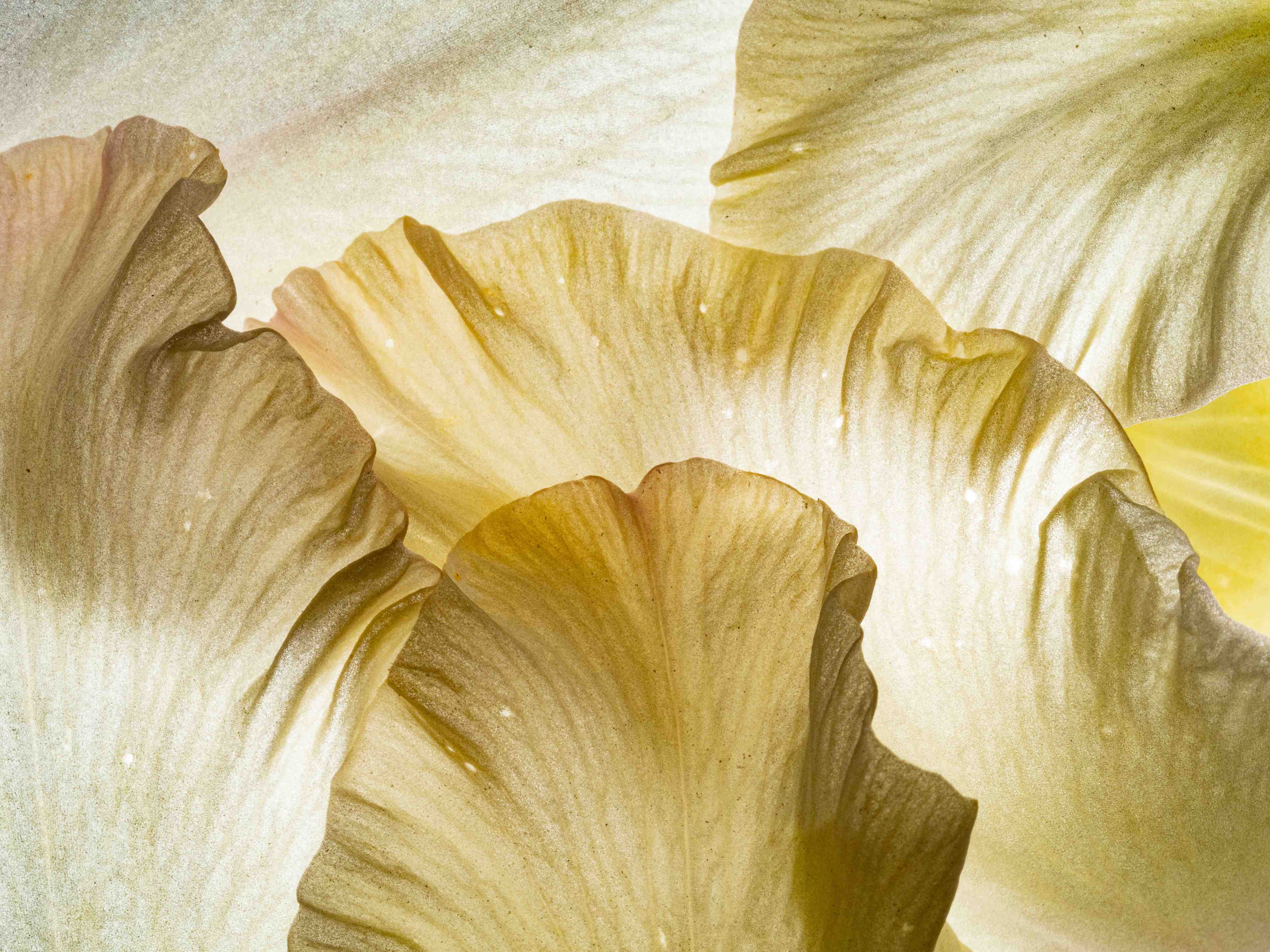 Wandverkleidung Flur-Zarte Pastellblumen mit Grauweißnuancen
