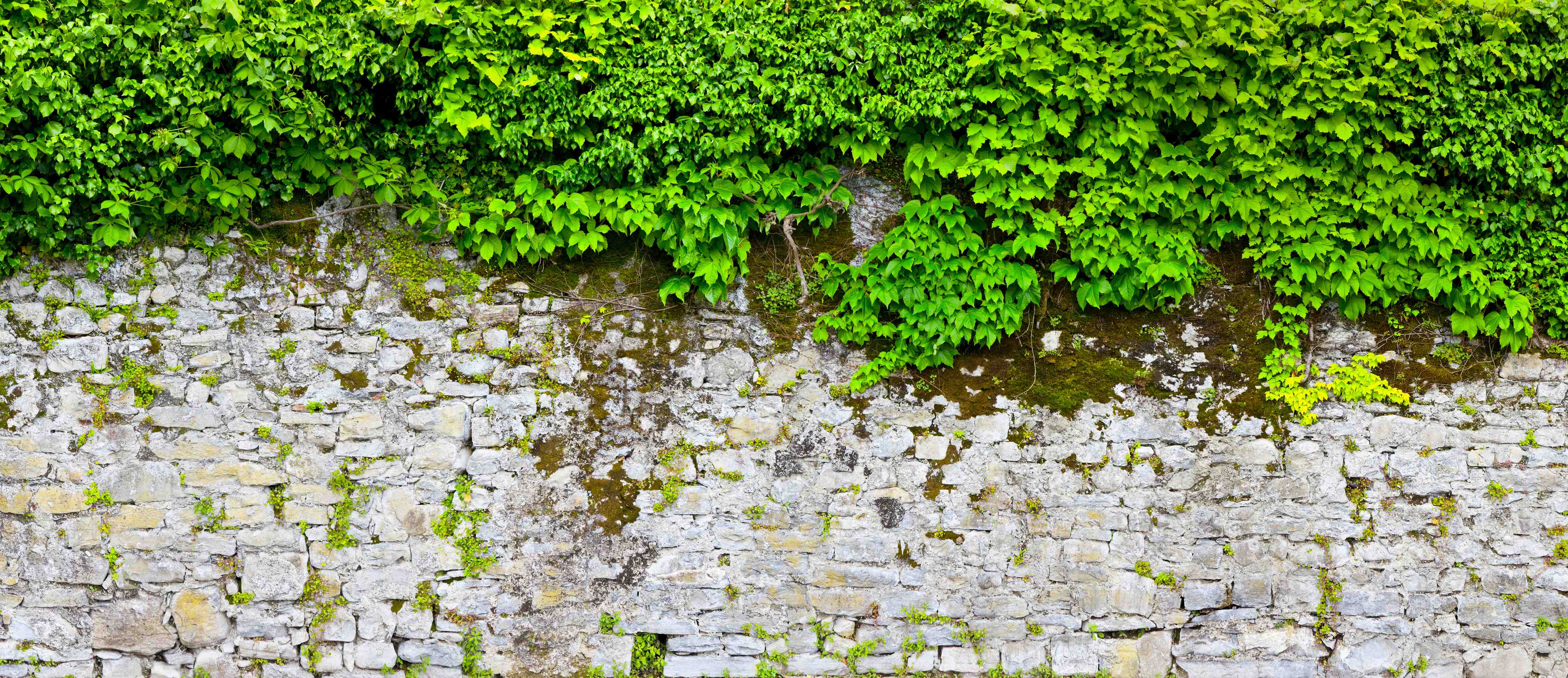 Wandverkleidung Flur-überwucherte Burgmauer