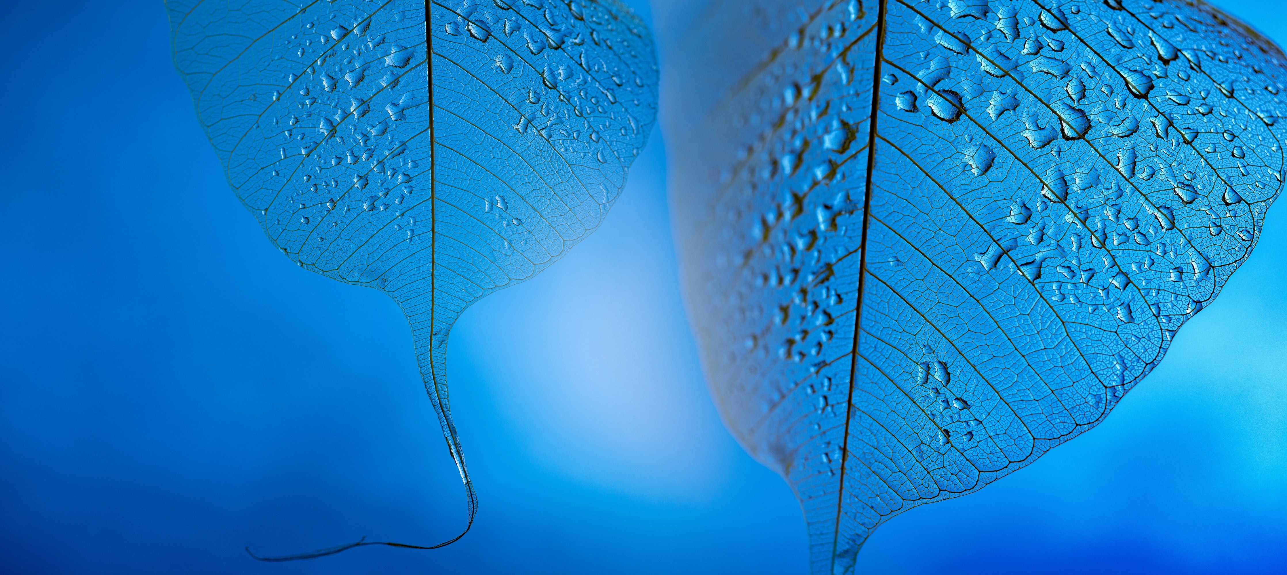 Wandverkleidung Schlafzimmer-Blaues Blatt mit Wassertropfen